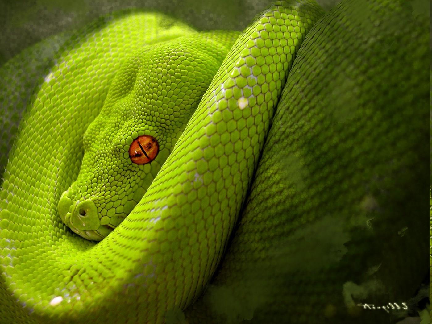 Green Python Wallpapers - Top Free Green Python Backgrounds ...