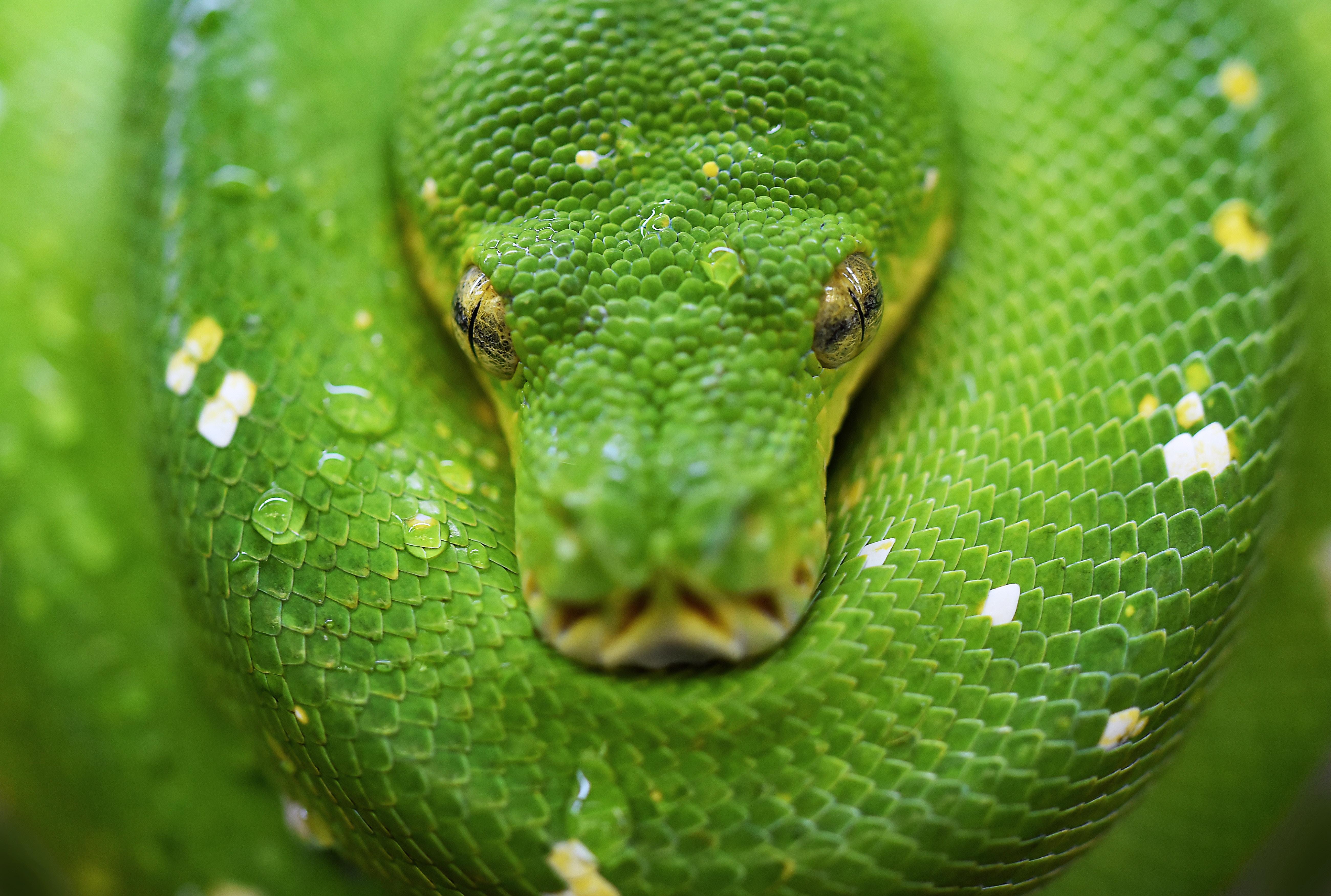 Green Python Wallpapers - Top Free Green Python Backgrounds ...