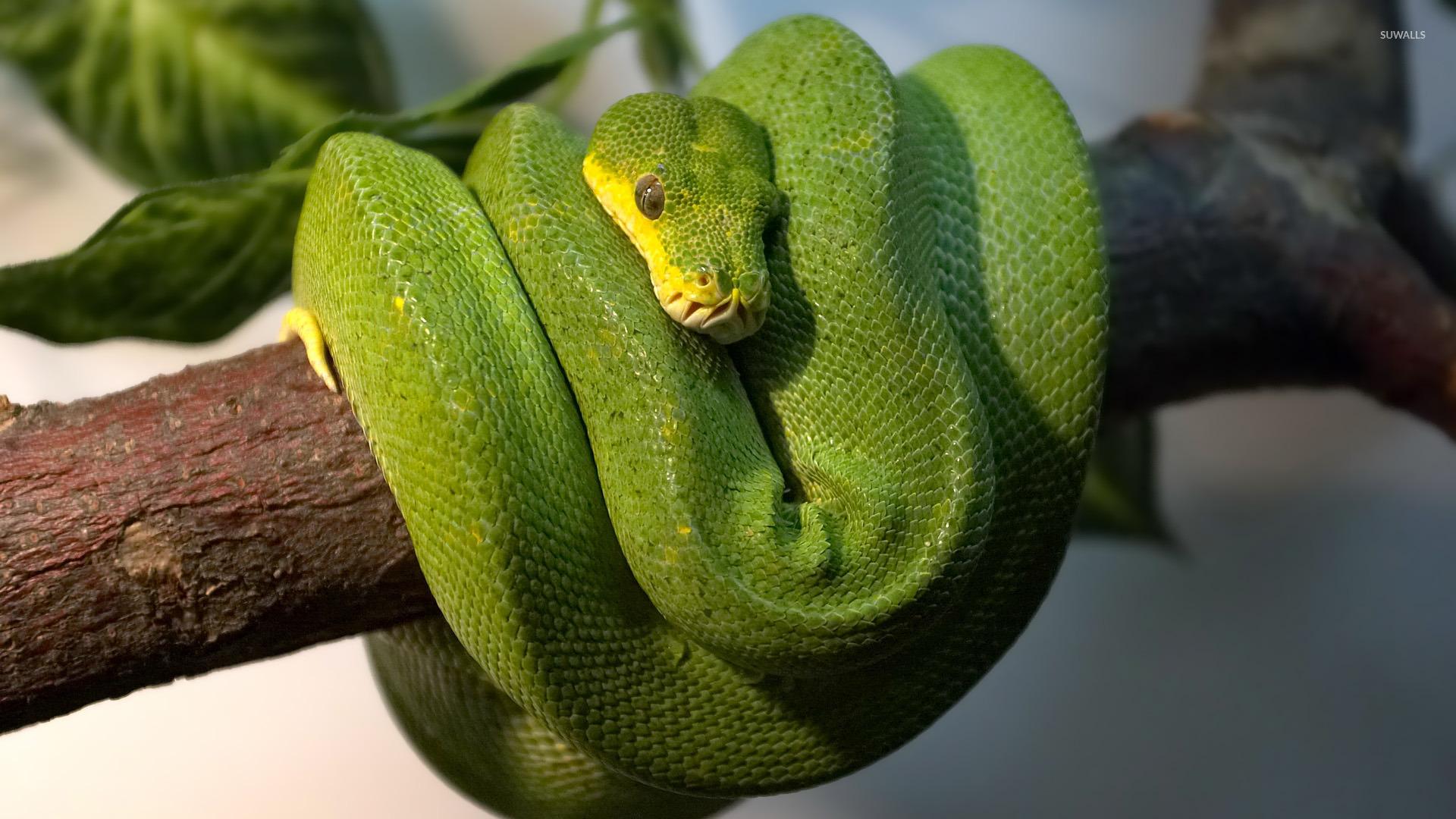 Green Python Wallpapers - Top Free Green Python Backgrounds ...
