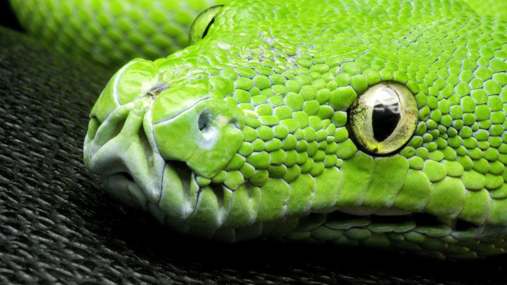 Green Python Wallpapers - Top Free Green Python Backgrounds ...