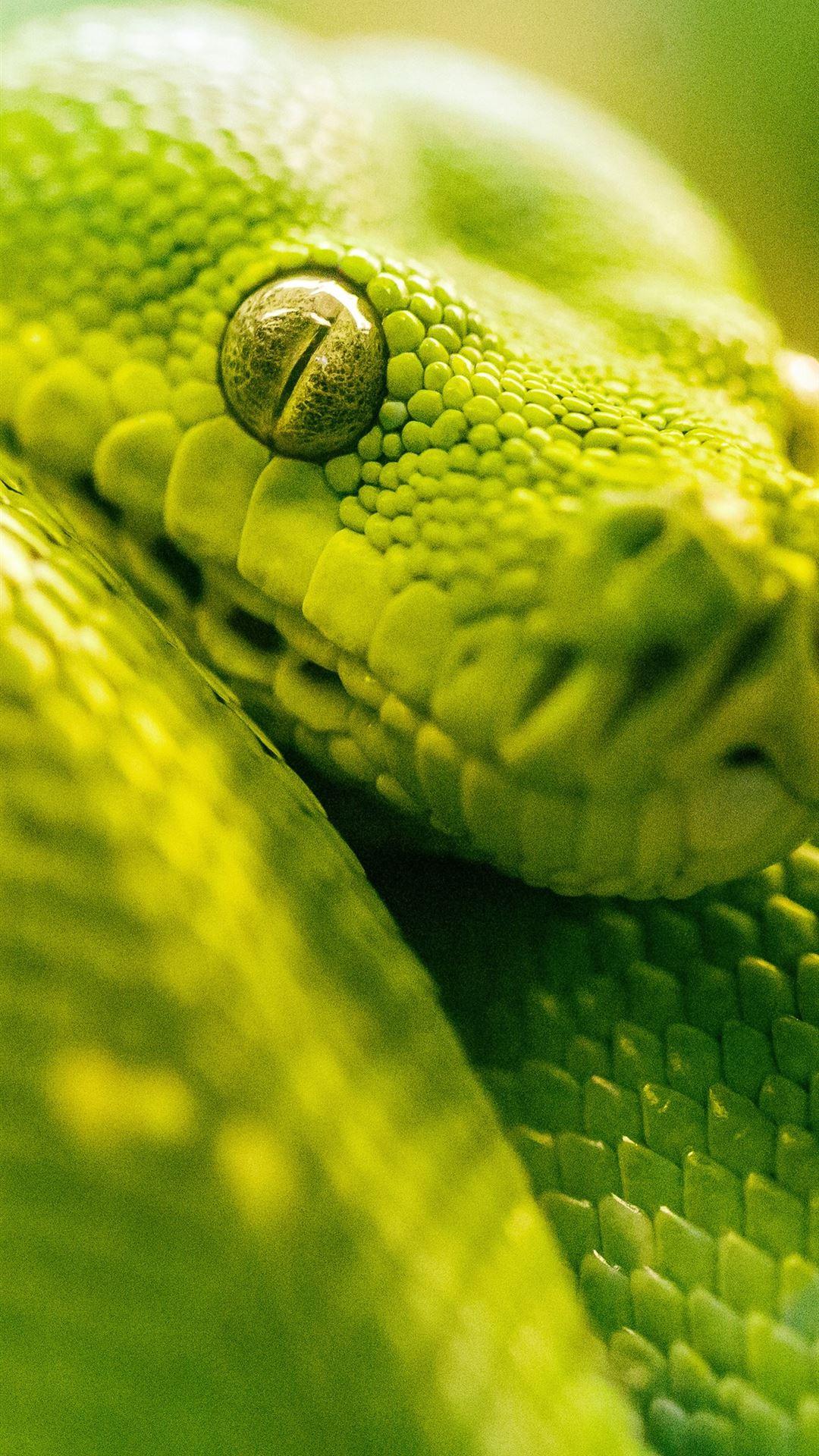 Green Python Wallpapers - Top Free Green Python Backgrounds ...