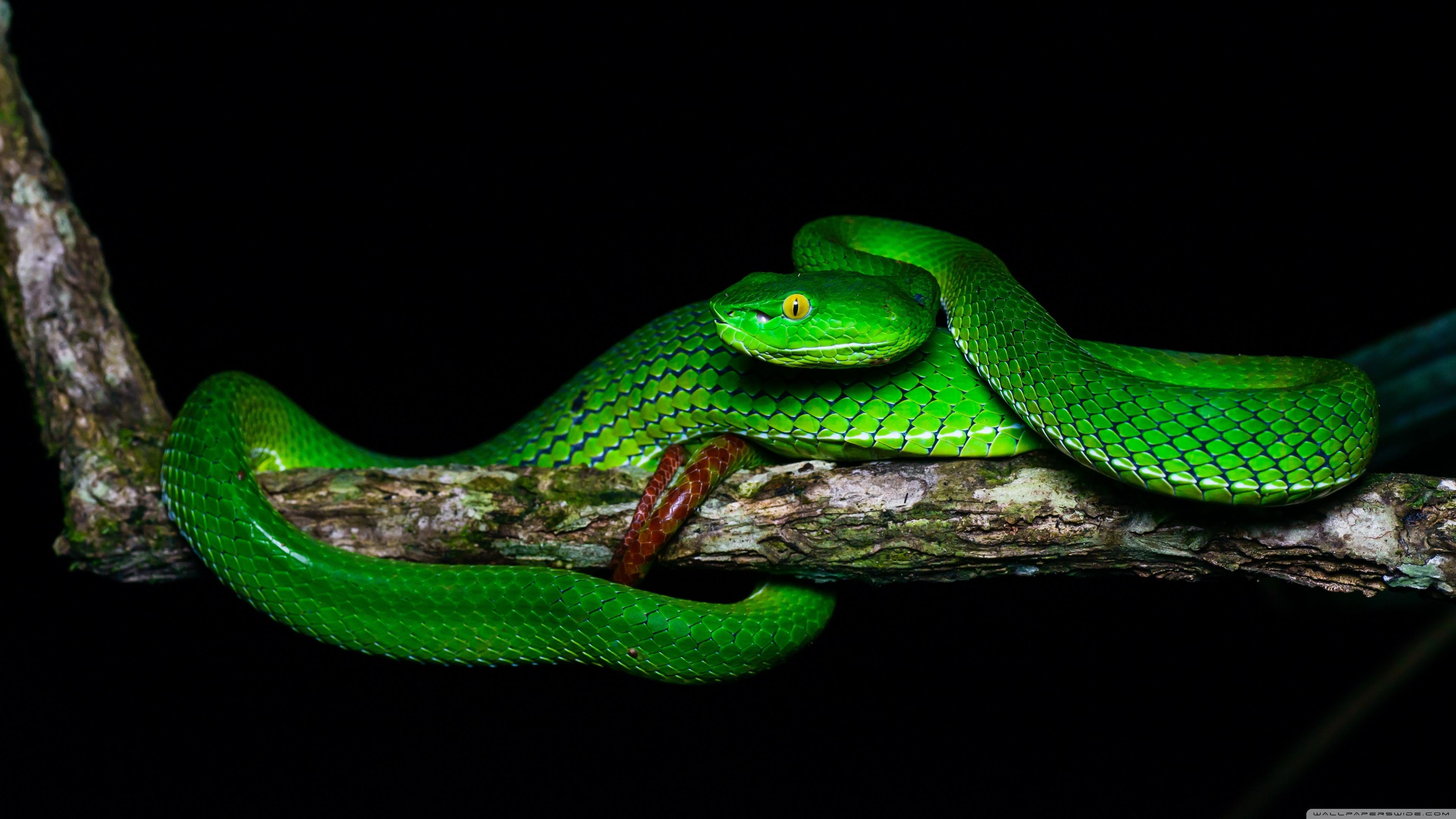 Green Python Wallpapers - Top Free Green Python Backgrounds ...