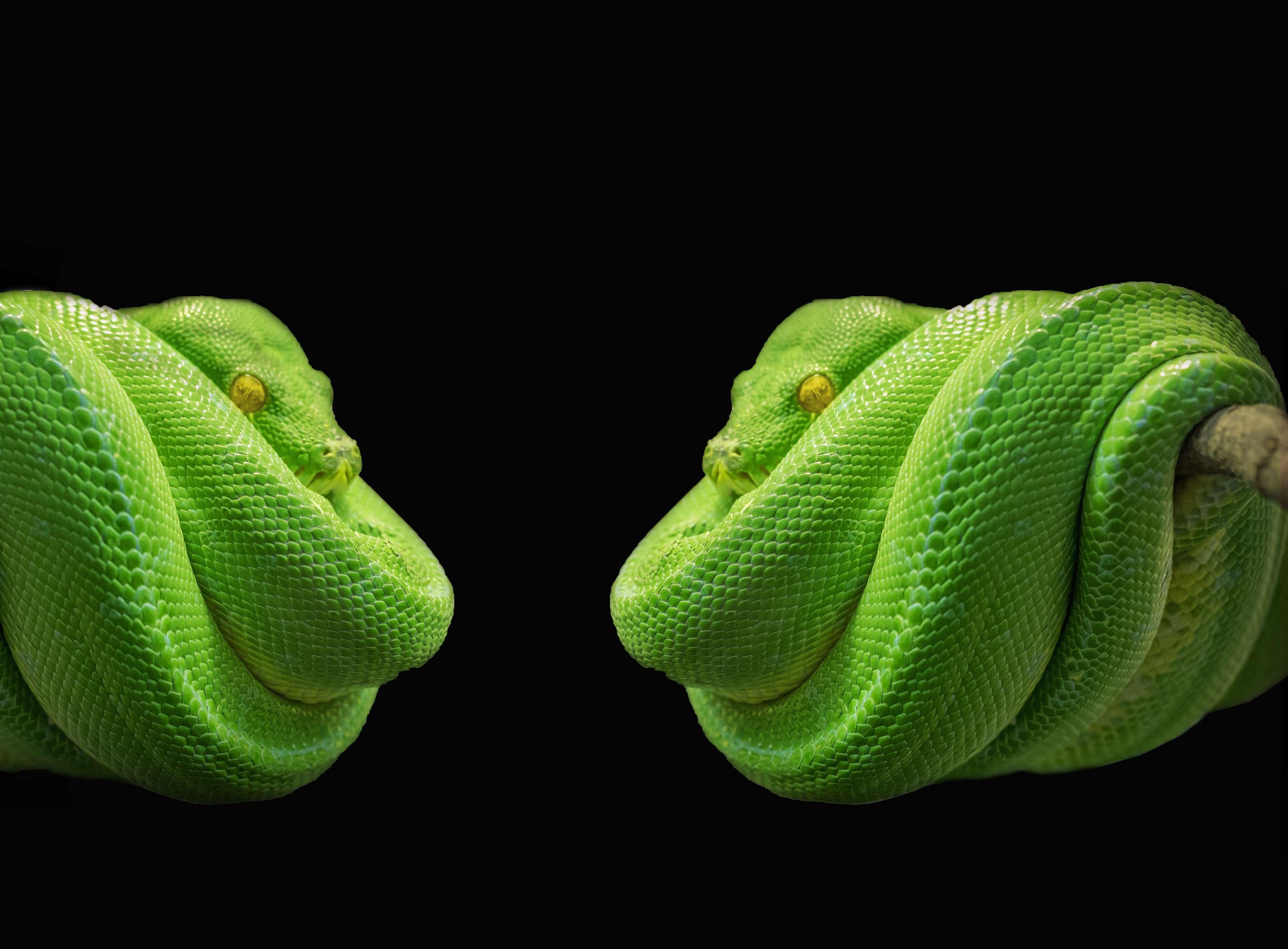 Green Python Wallpapers - Top Free Green Python Backgrounds ...
