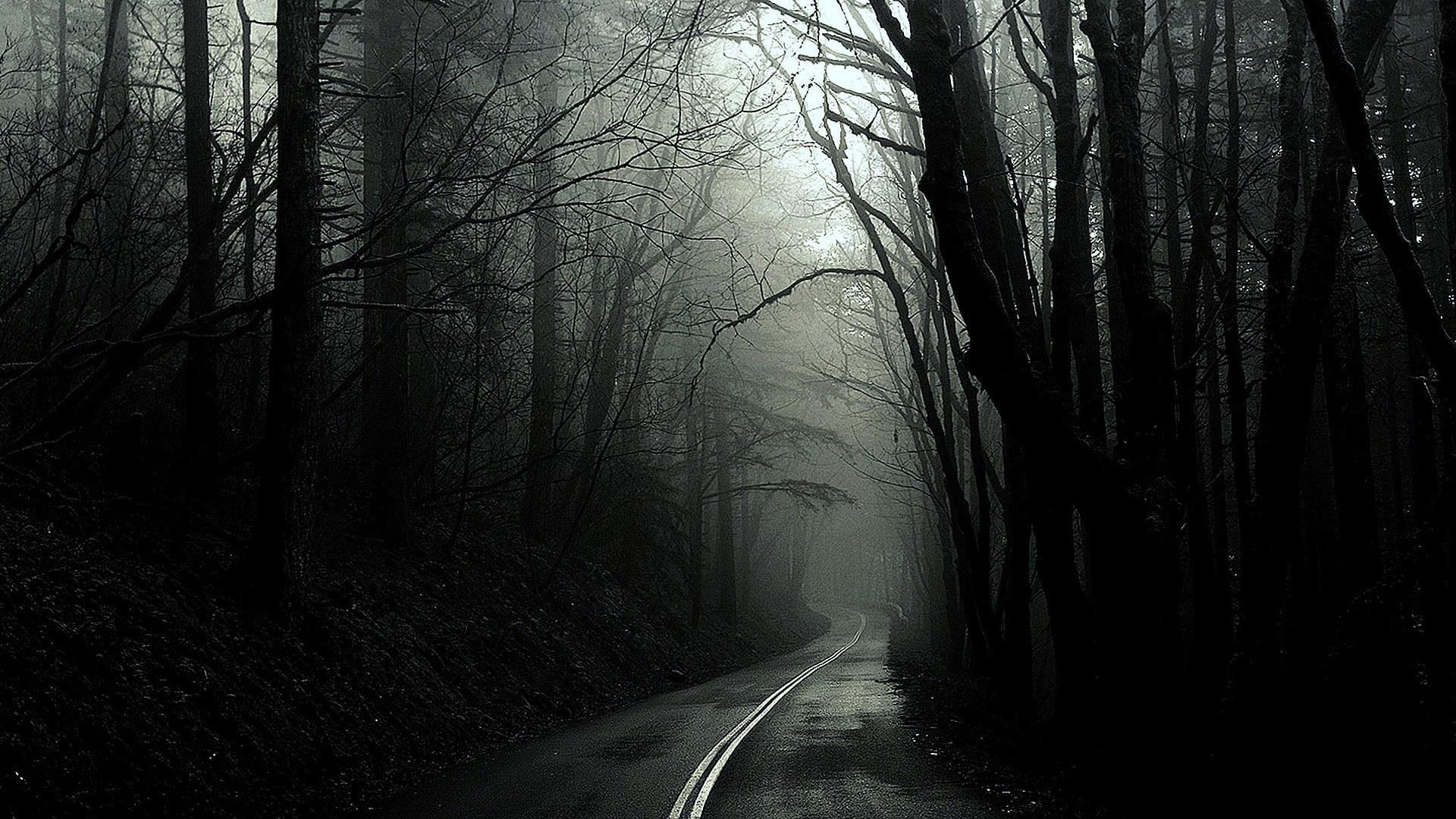 1920x1080 Black dark forest wallpaper, monochrome, roads, trees, white • Wallpaper For You HD Wallpaper For Desktop & Mobile