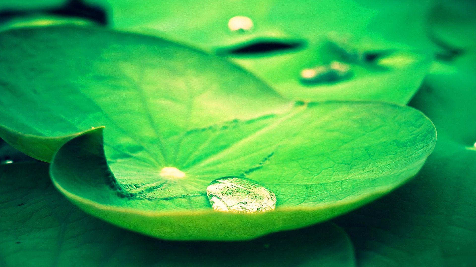Цвет нормальных вод. Листья лотоса. Обои листья. Зеленый лист. Лотос и зеленые листья.