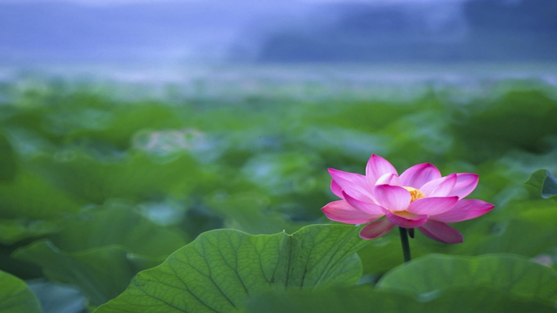 1920x1080 Lotus Wallpaper