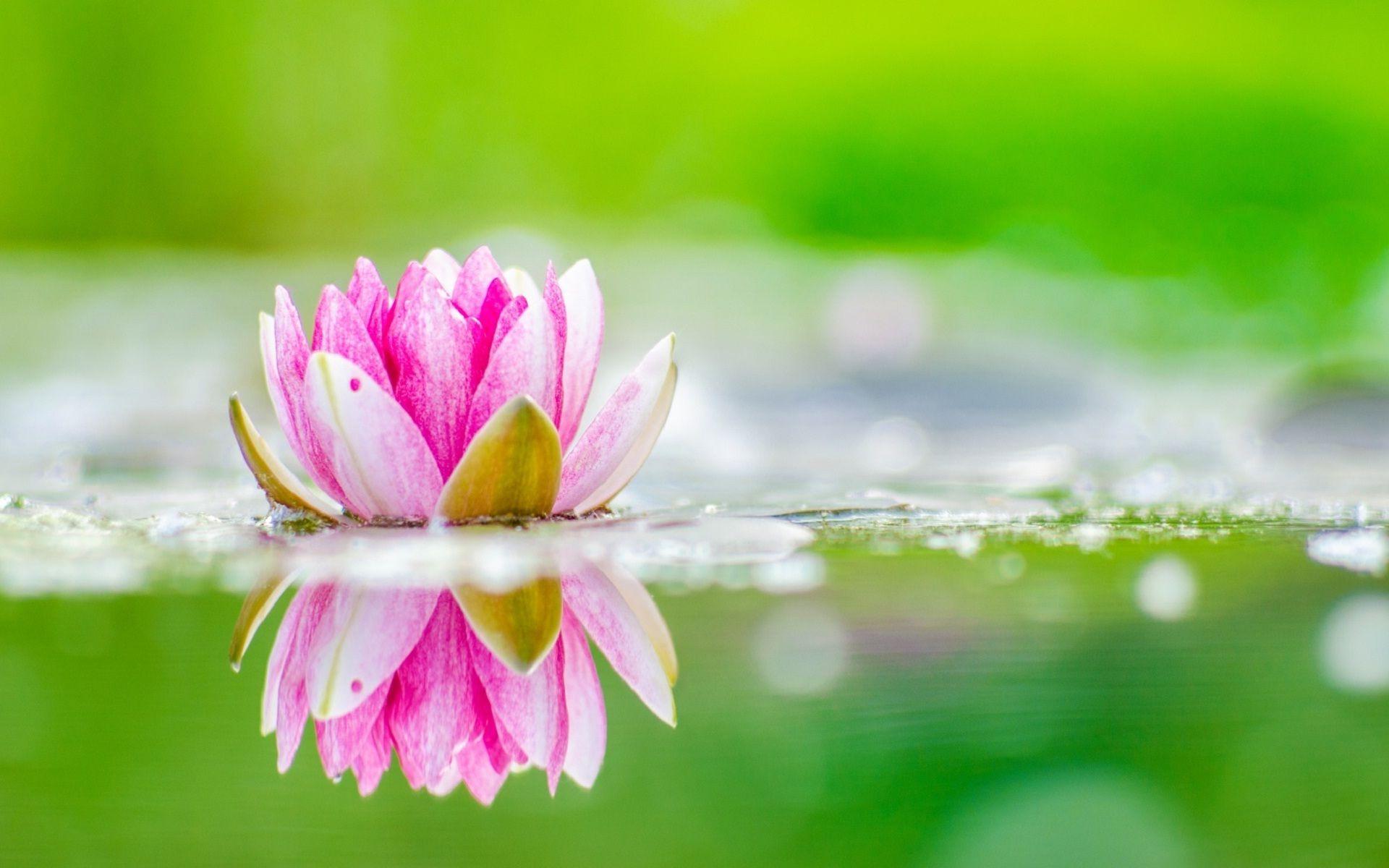 1920x1200 Beautiful Lotus Flower Wallpaper 4 X 1200