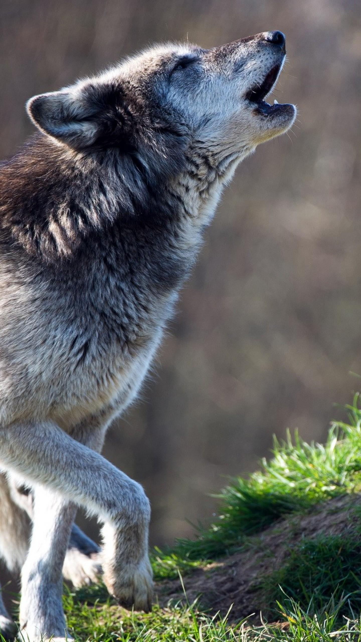 1440x2560 Wolf Wallpaper for iPhone
