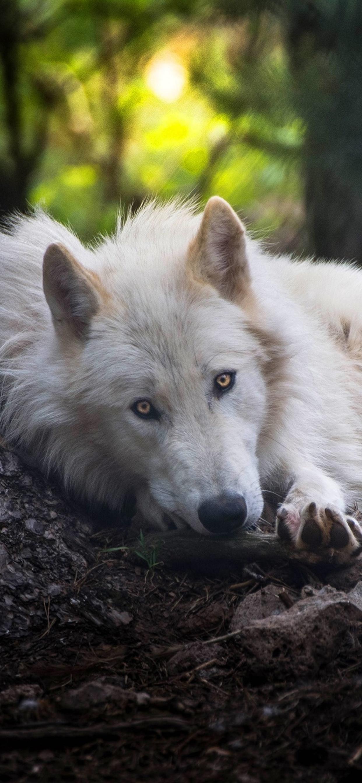 1242x2688 White Wolf iPhone XS MAX HD 4k Wallpaper, Image, Background, Photo and Picture