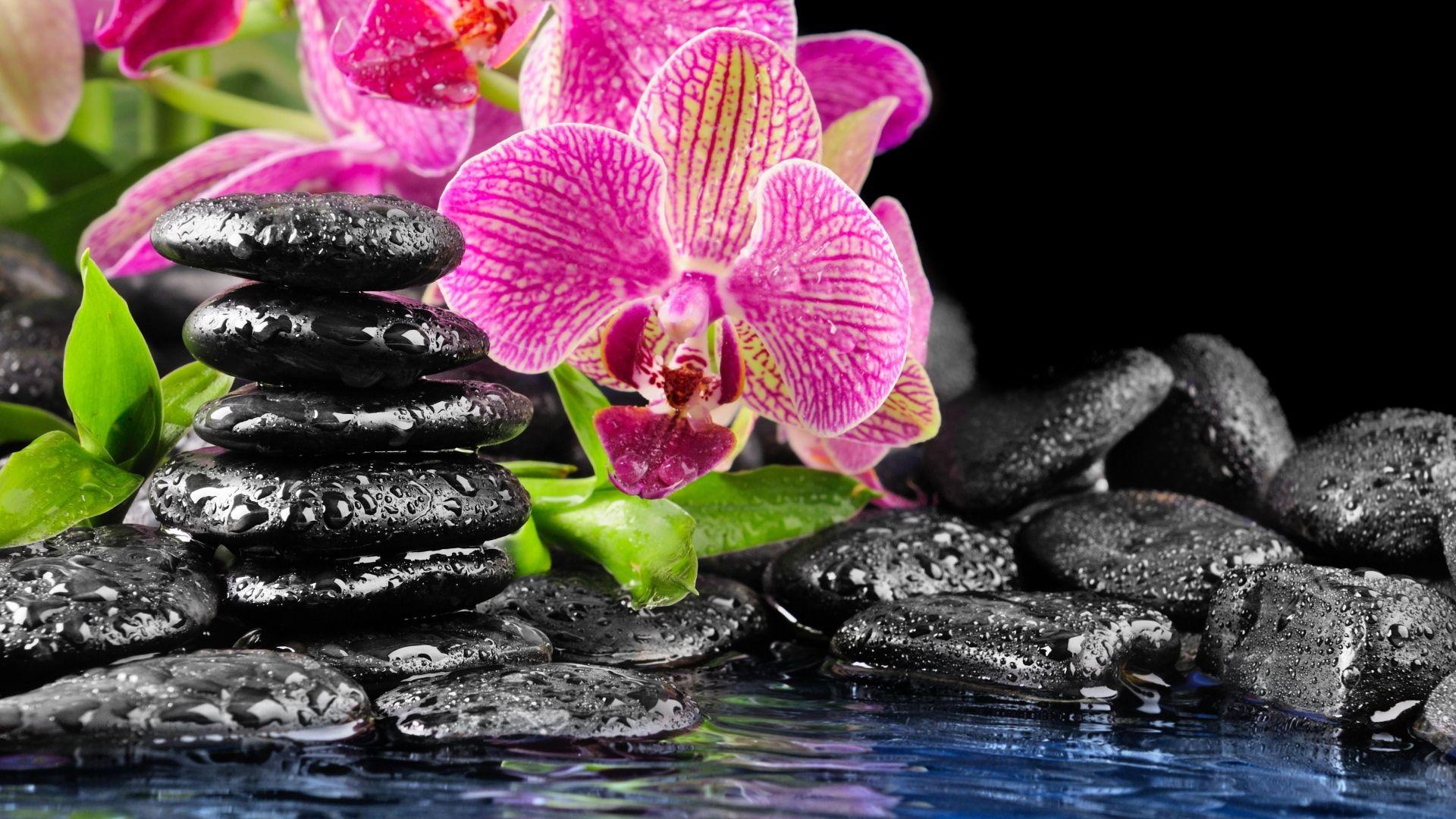 1920x1080 Full HD Wallpaper orchid stone composition water drop, Desktop