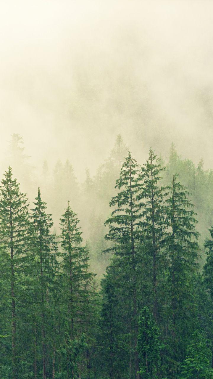 720x1280 Fog, tree, green, sunrise, nature, 720x1280 wallpaper. Landscape wallpaper, Landscape, Painting
