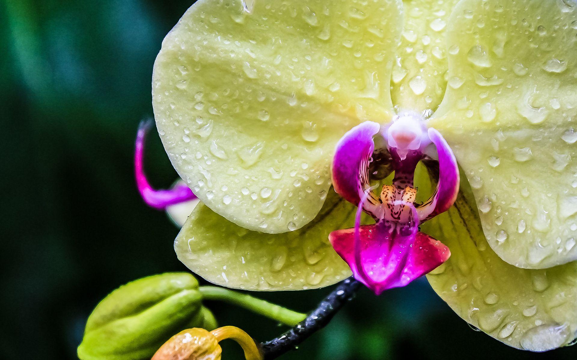 1920x1200 Orchid exotic drops macro wallpaperx1200