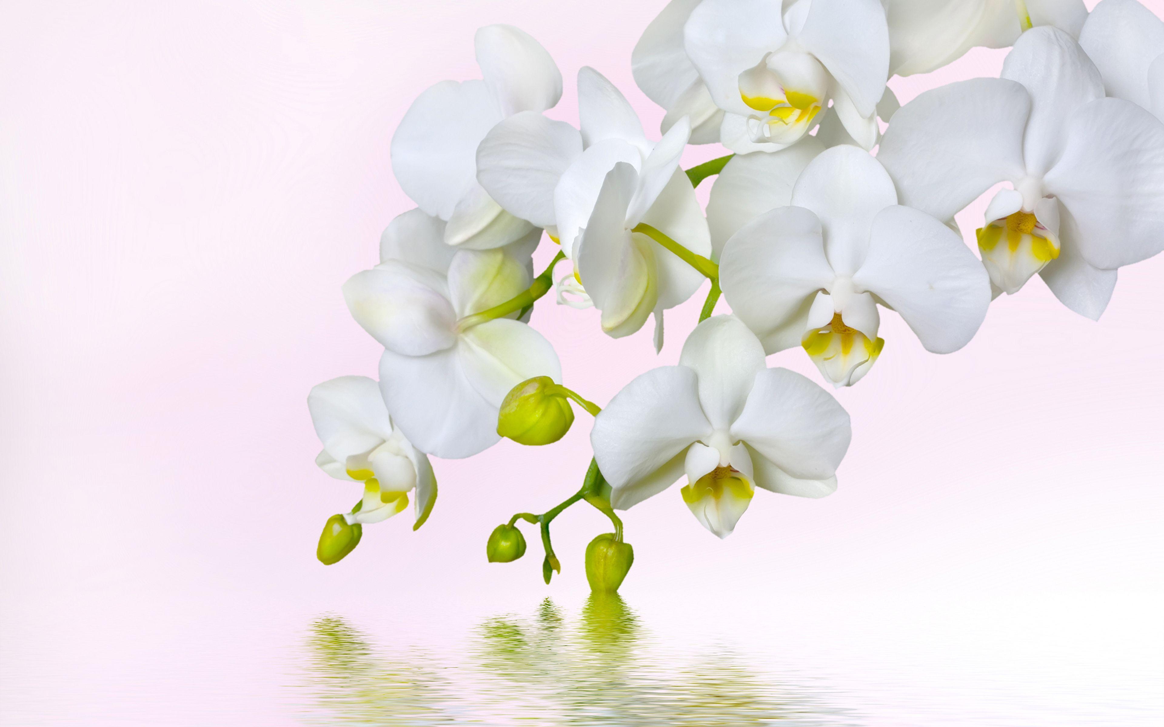 3840x2400 Wallpaper White Orchid Flowers Water White background 3840x2400