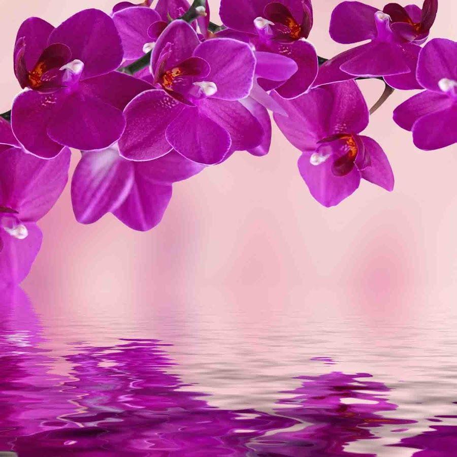 900x900 Orchids Wallpaper, Adorable HDQ Background of Orchids, 48 Orchids