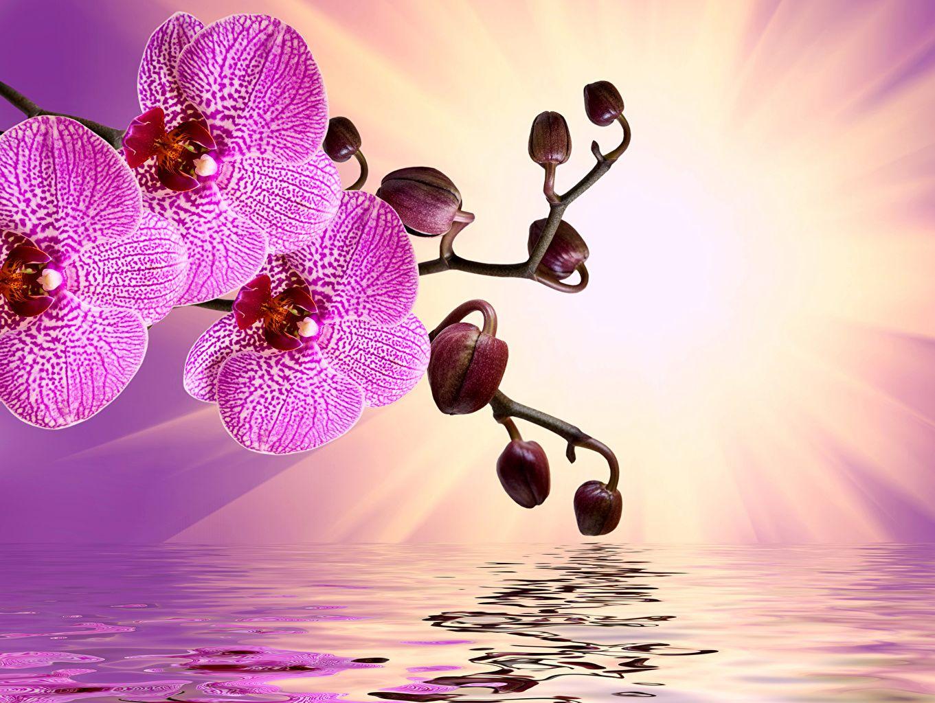 1361x1024 Image Orchid Flowers Water Closeup