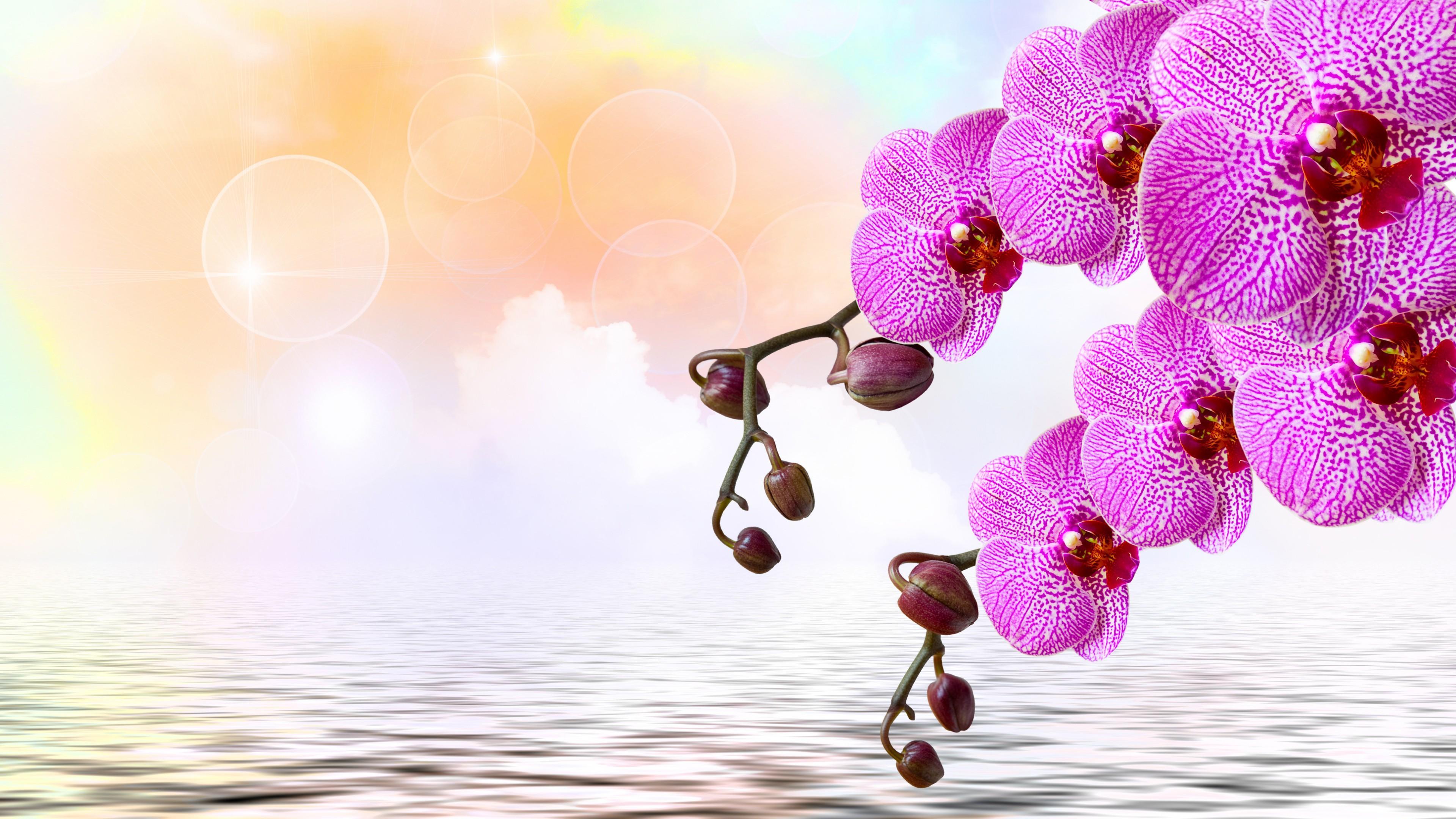 3840x2160 Orchid Branches Over The Water Artwork Wallpaper. Wallpaper Studio