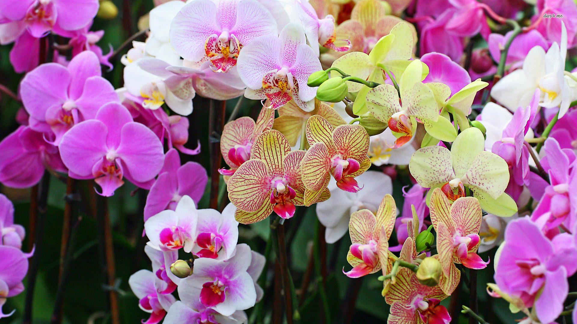 1920x1080 Orchid Flower Wallpaper