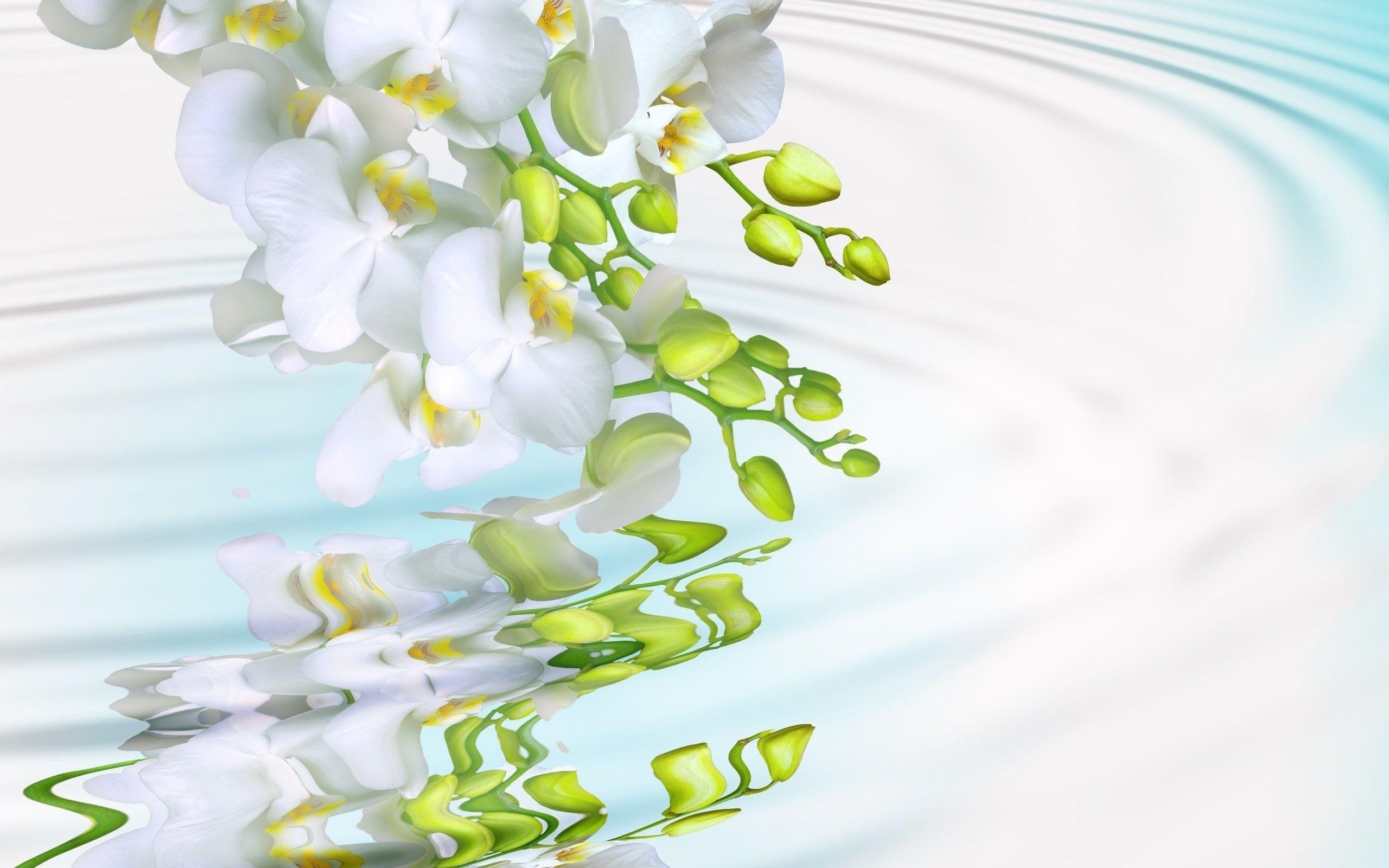 2560x1600 Tenderness White Wonderful Flower Tender Beautiful Water Drops