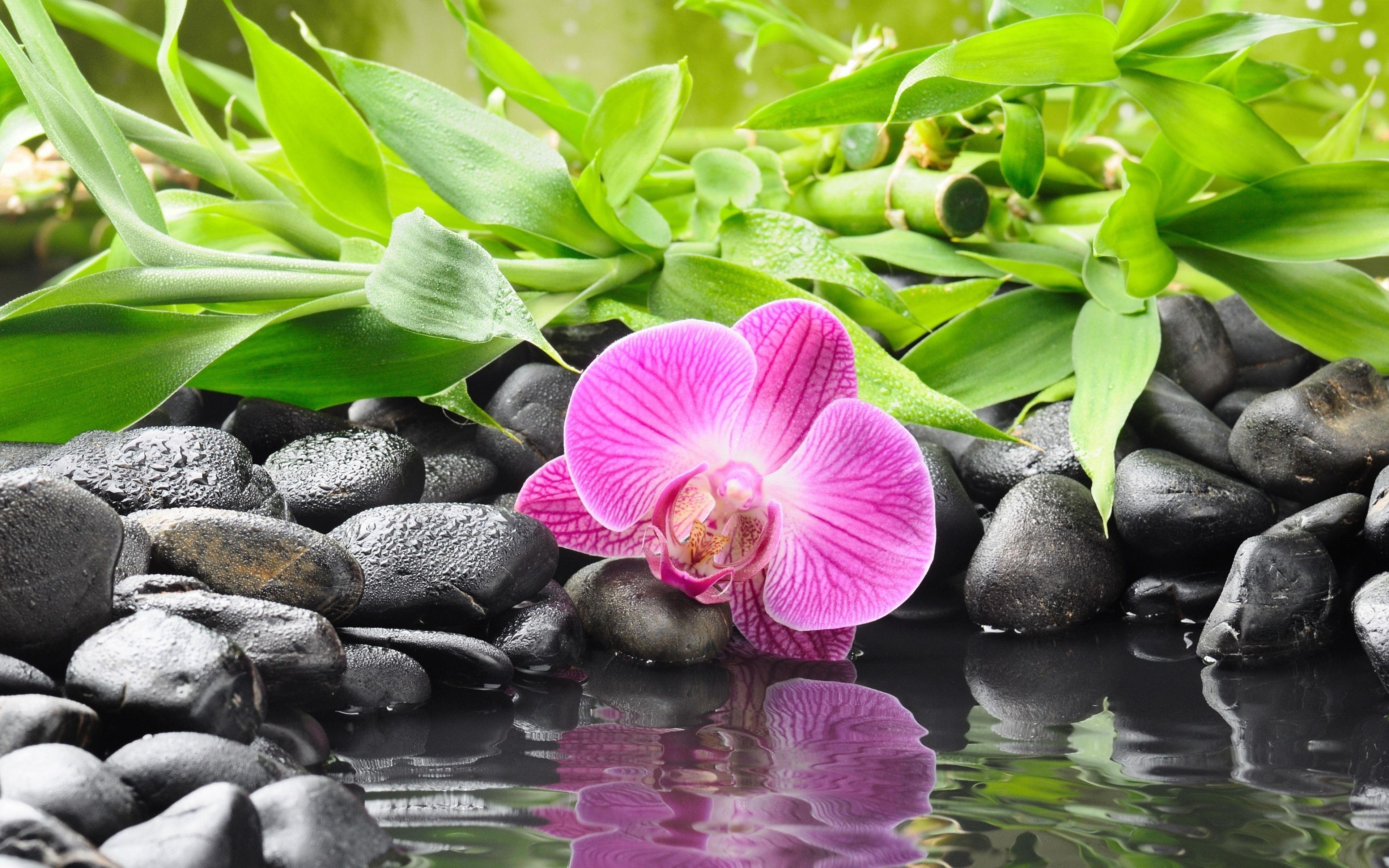 3840x2400 Download wallpaper bamboo, black stones, water, orchid for desktop
