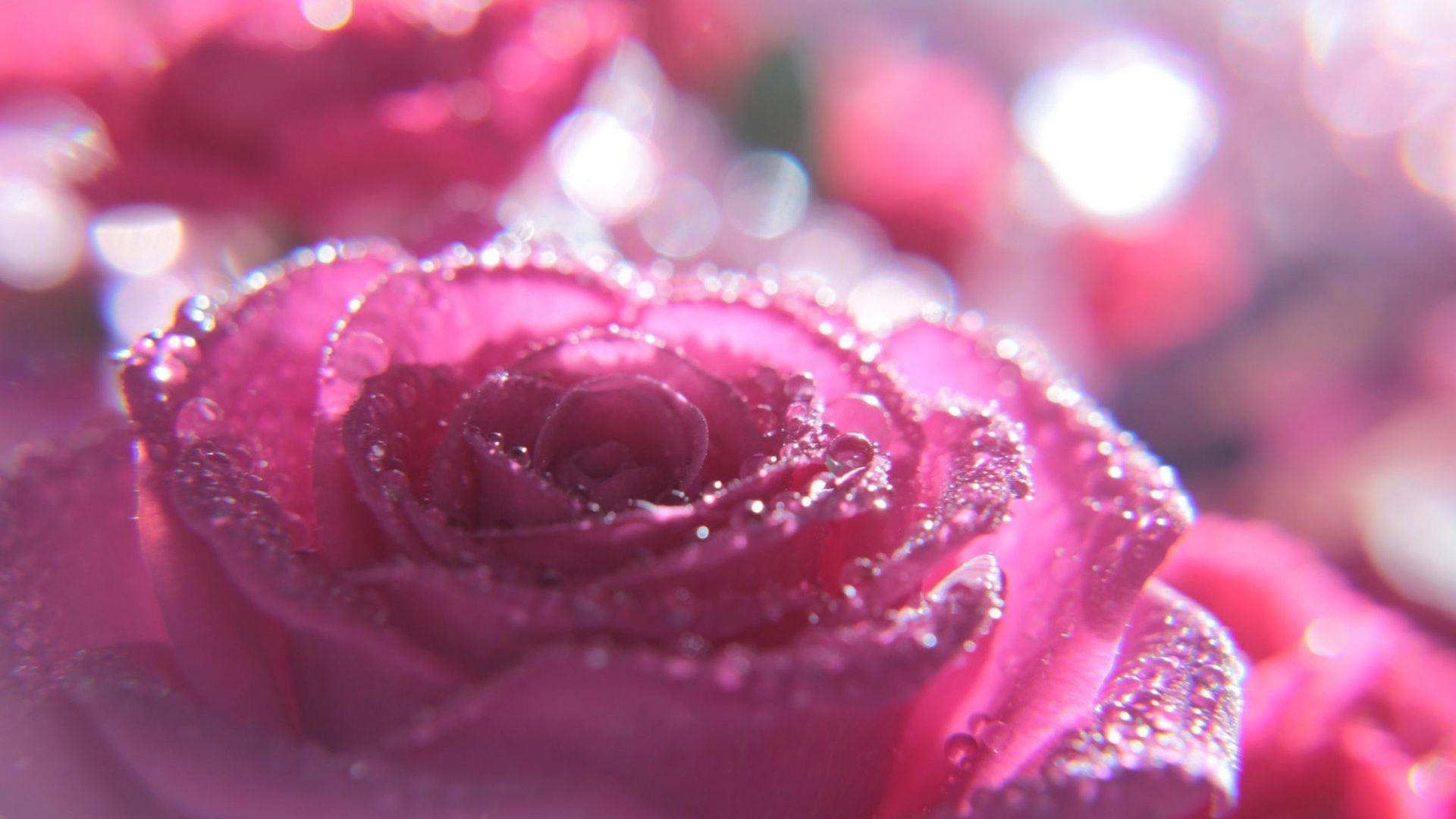 1920x1080 Rose Pink Purpal Colourhd Wallpaper 1080p HD Pics Flori Tag Page