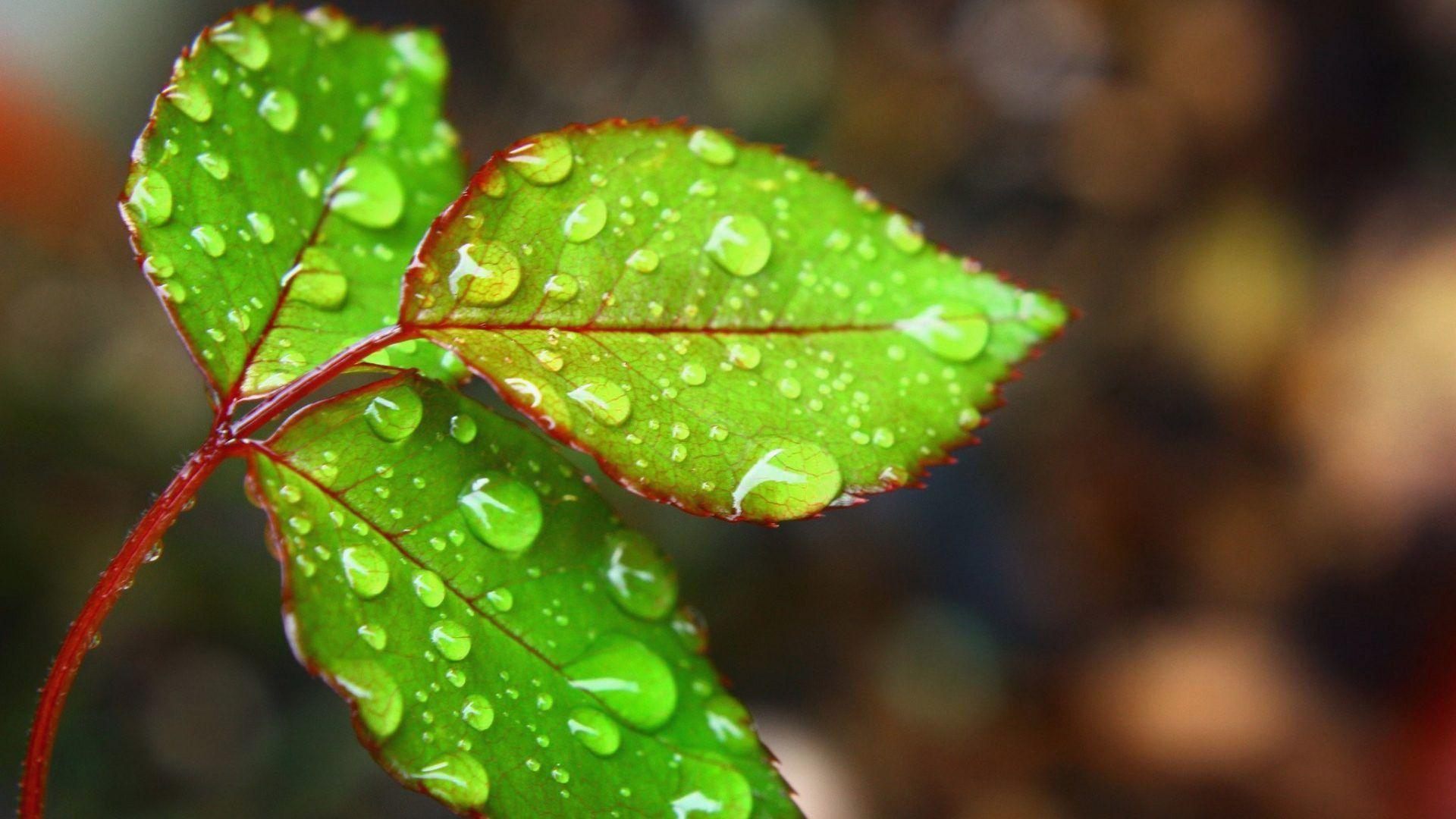 1920x1080 Wallpaper HD 1080p Rain Elegant Drops Tag Wallpaper Water