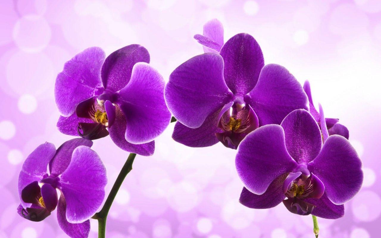 1280x800 Purple Orchid Wallpaper