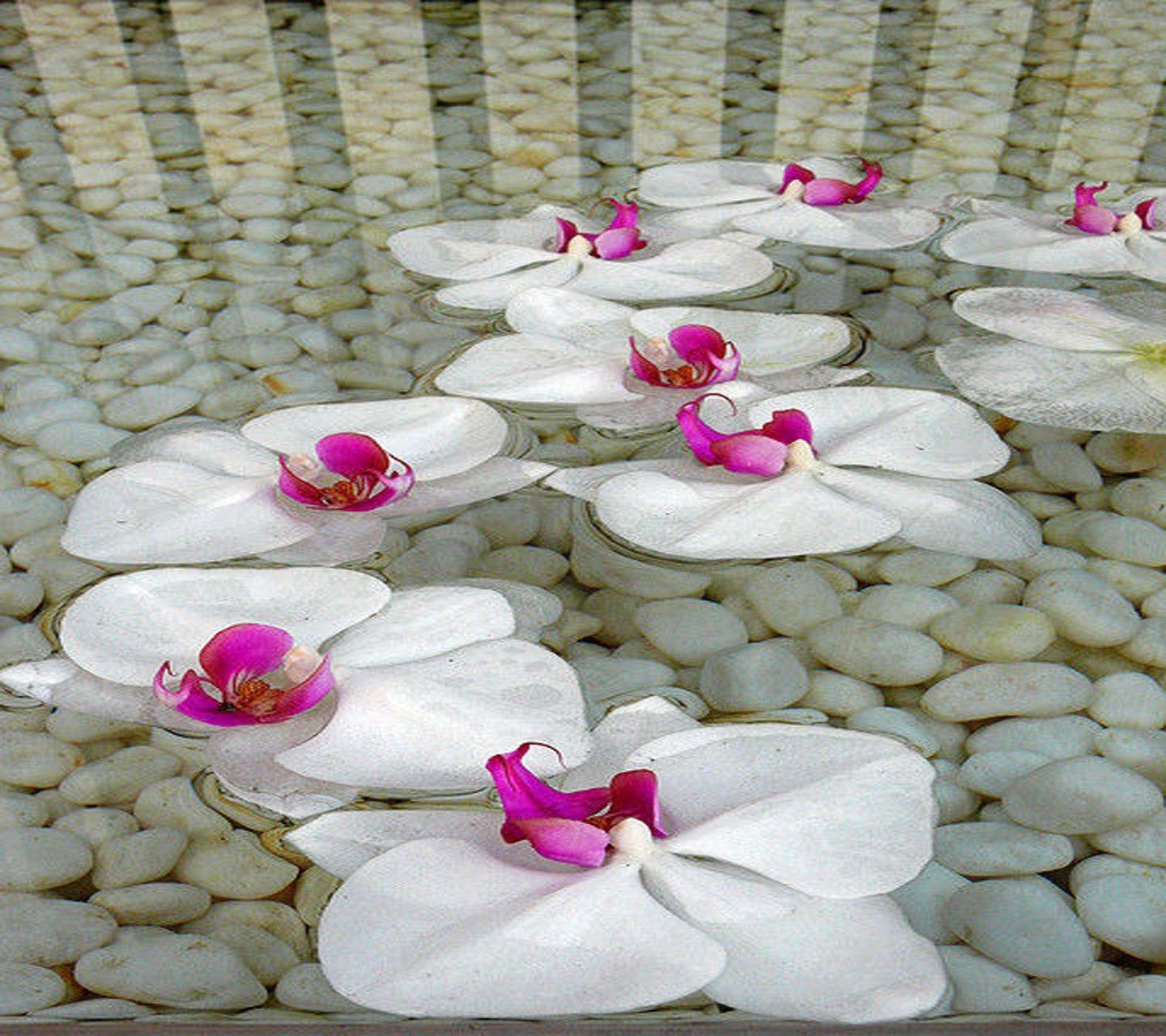 1440x1280 Flower: Beautiful Flowers Orchids Lovely Nature Stones White Purple