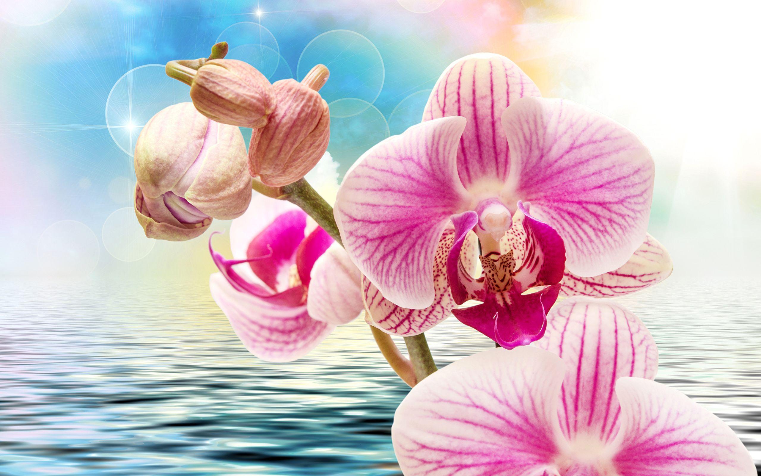 2560x1600 Wallpaper Orchid Flowers Water Closeup 2560x1600