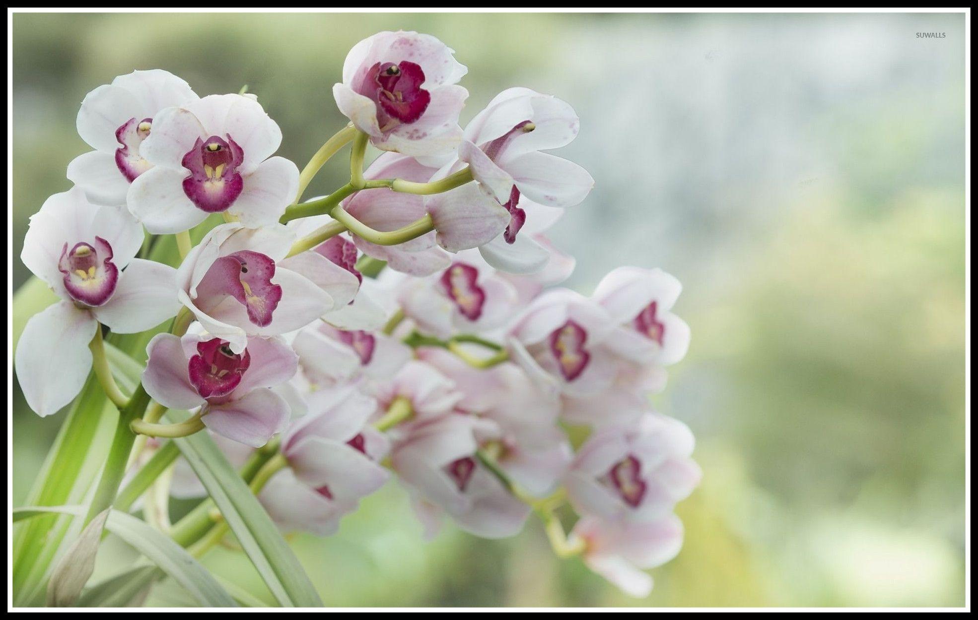 1970x1250 Astonishing HD Desktop Pic Of Flower Wallpaper Ideas And Bing Styles