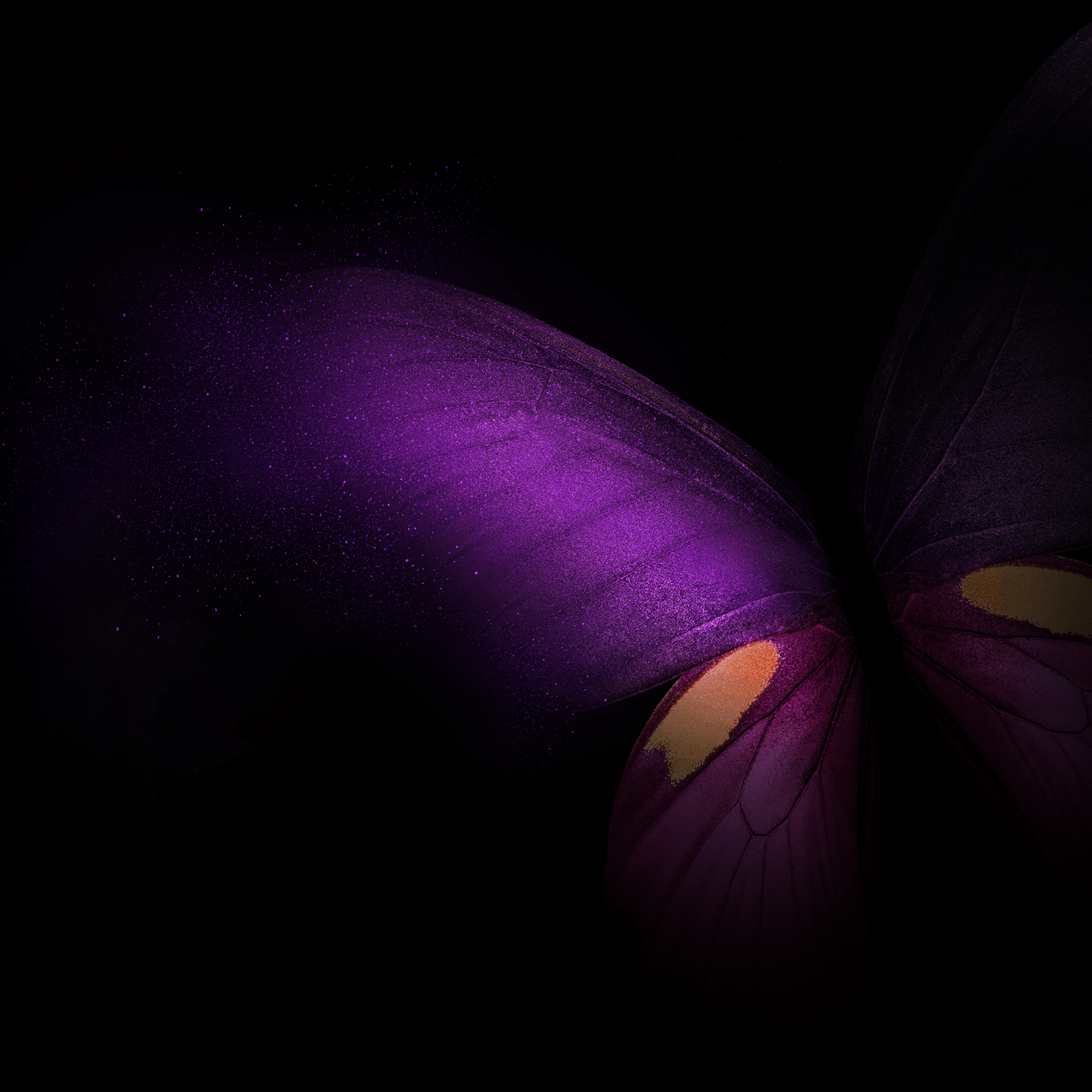 1920x1920 Black and Purple Butterflies Wallpaper