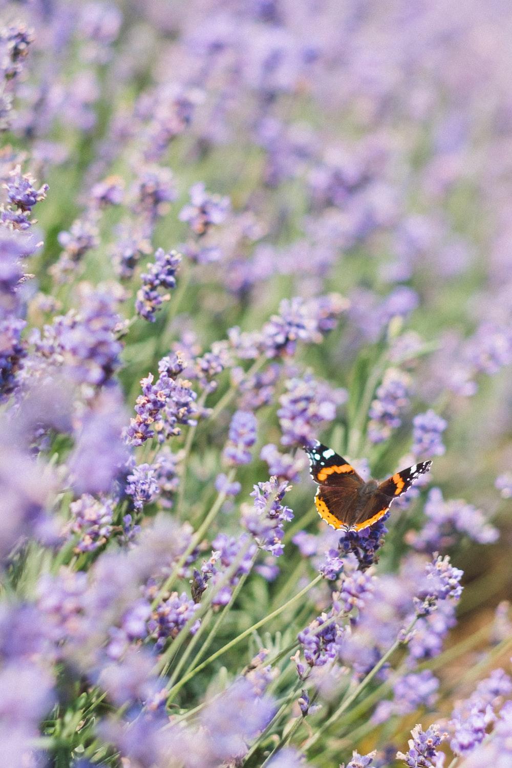 1000x1500 Butterfly Picture [HQ]. Download Free Image
