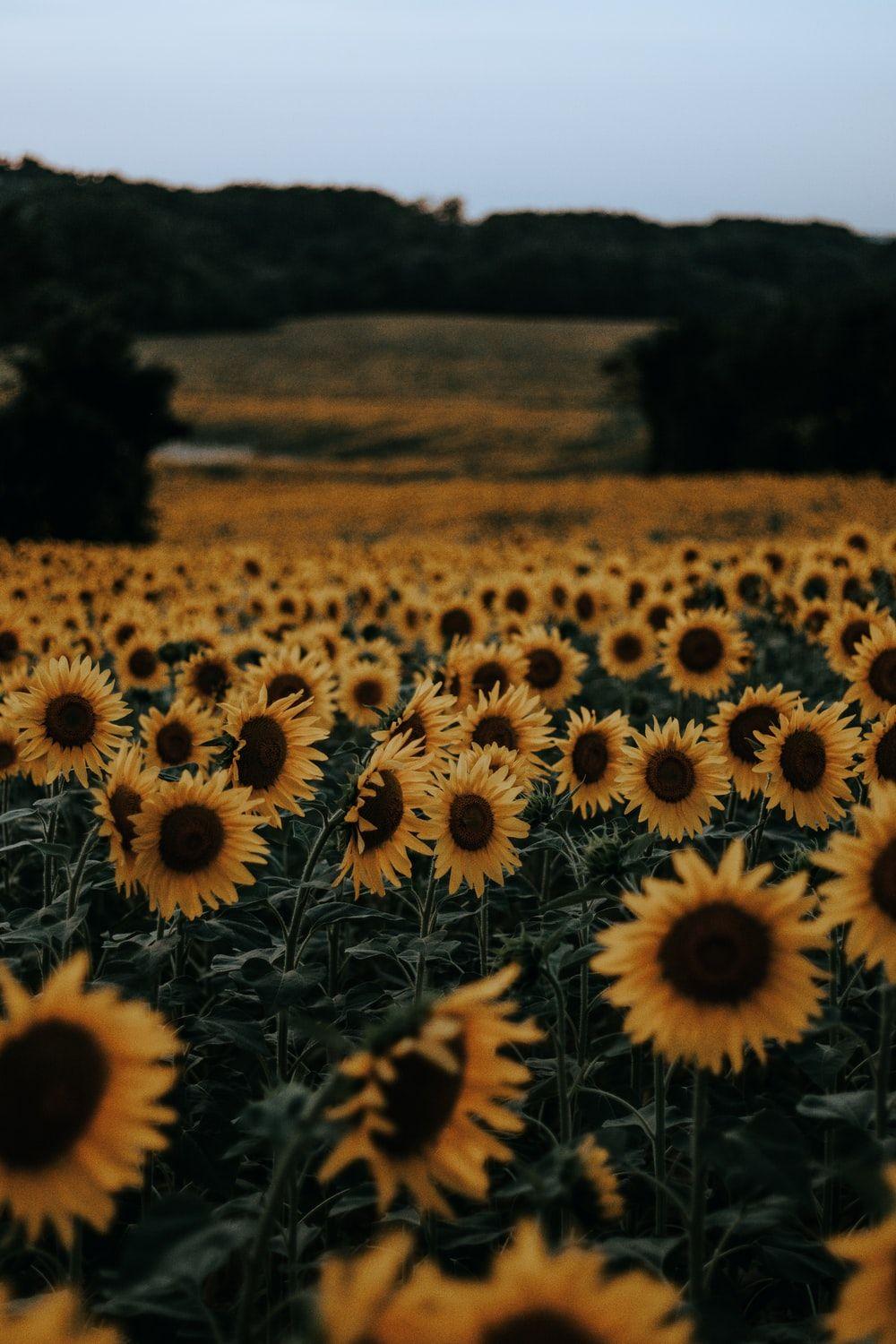 1000x1500 Sunflowers On Green Wallpaper