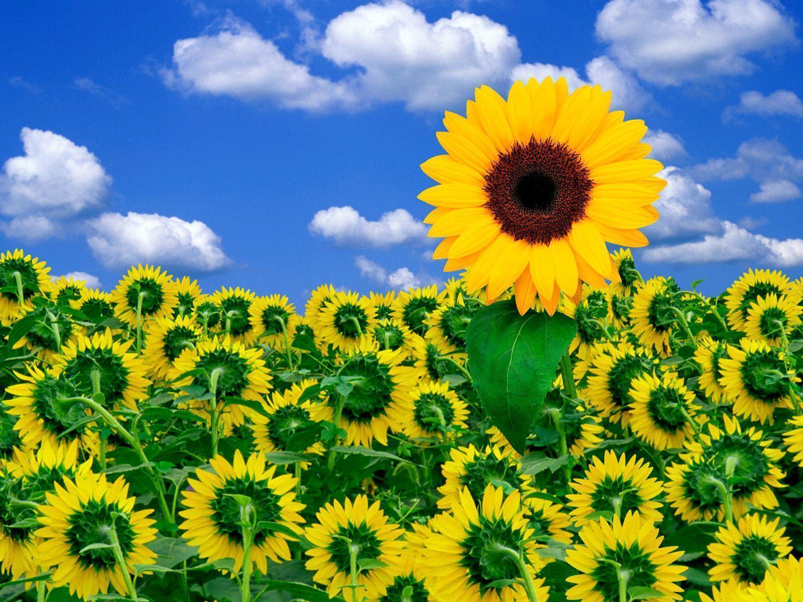 1600x1200 Sunflower Desktop Wallpaper Free