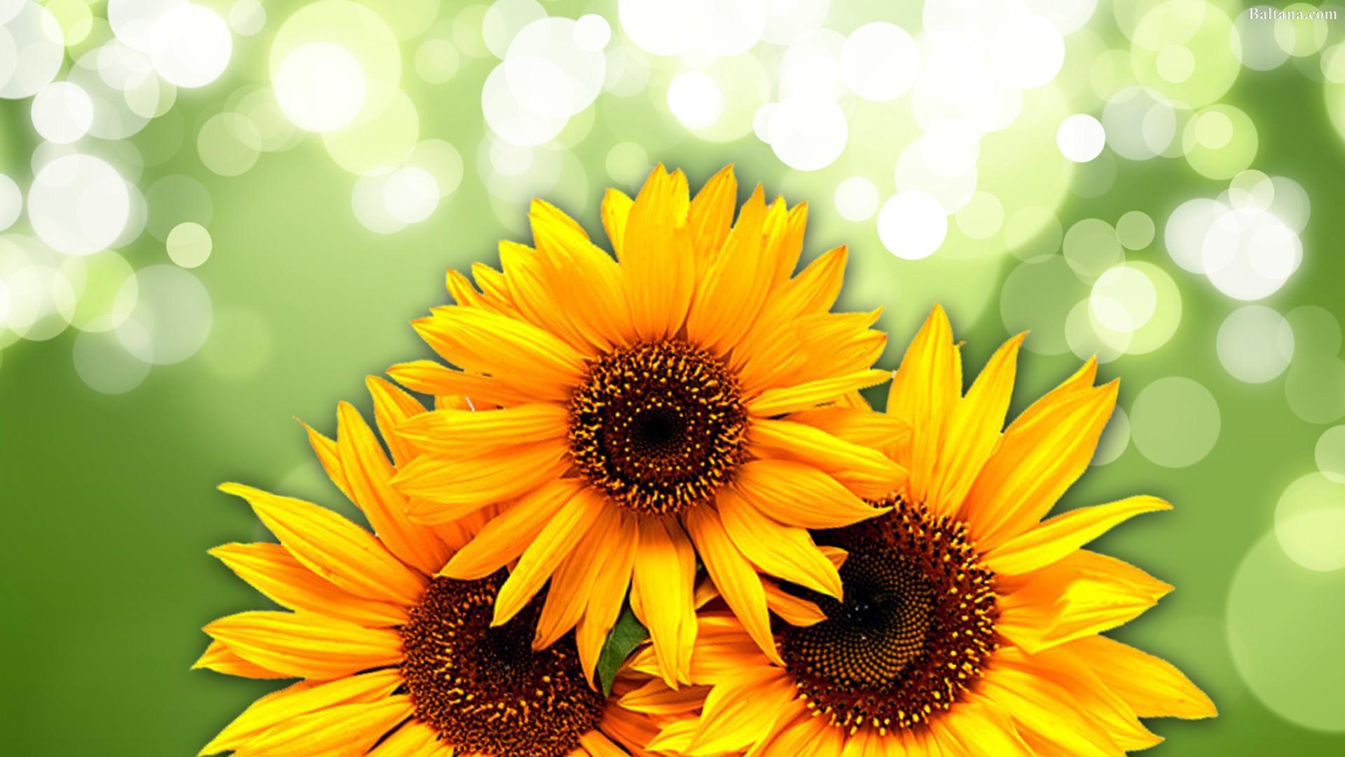 Green Sunflower Wallpapers - Top Free Green Sunflower Backgrounds