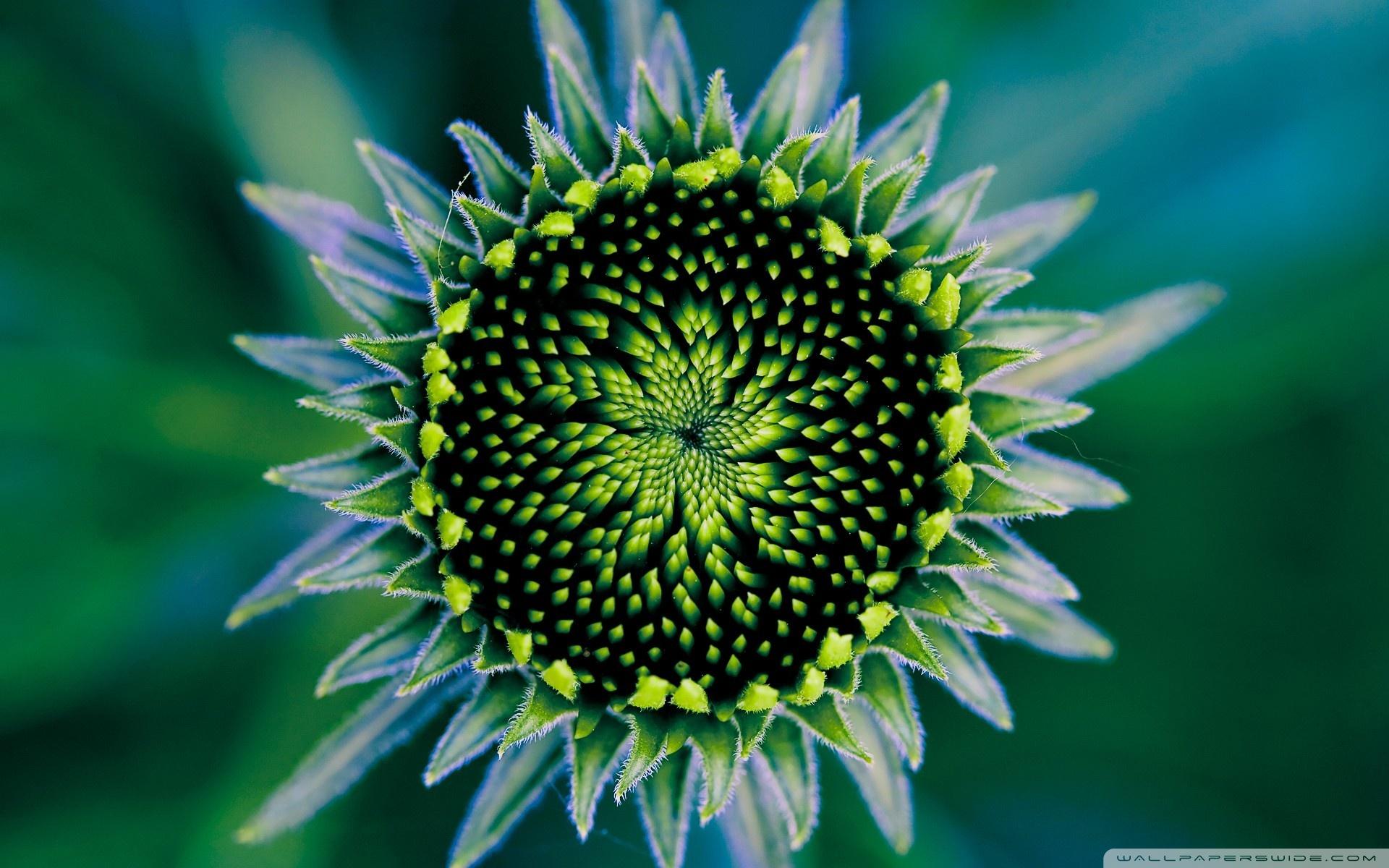 Green Sunflower Wallpapers - Top Free Green Sunflower Backgrounds