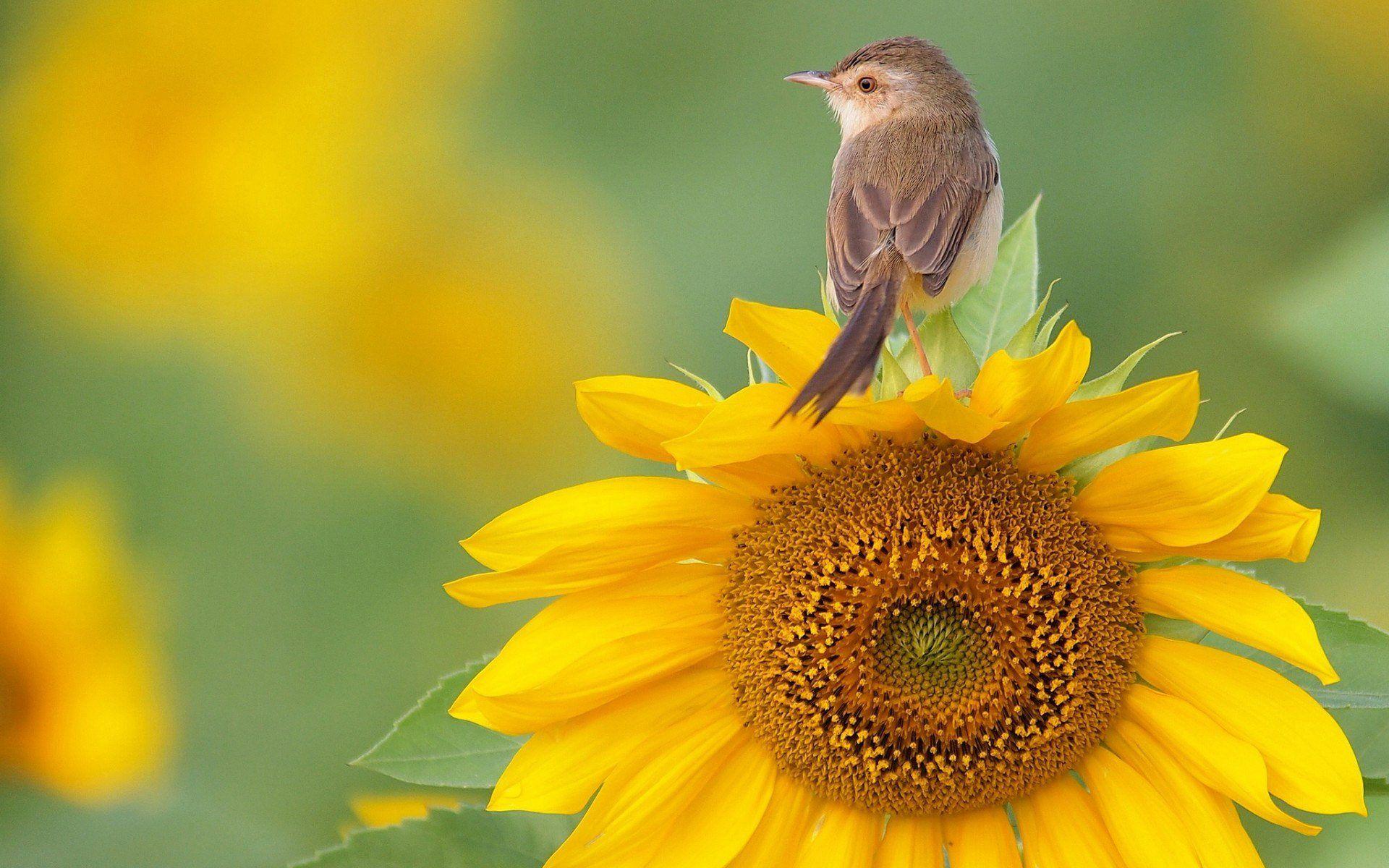 1920x1200 Free Sunflower Wallpaper Picture With Birds