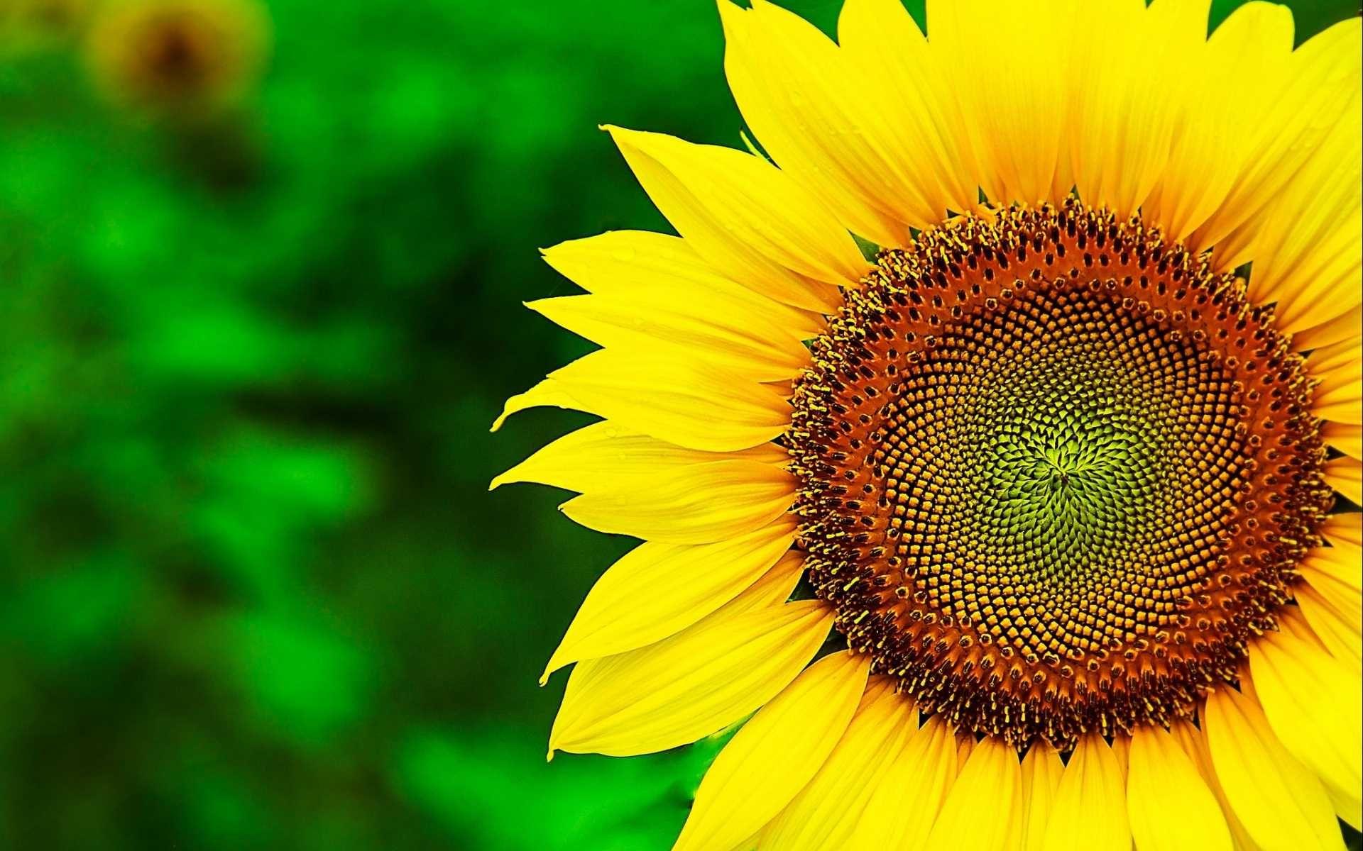 1920x1200 Sunflower Background Wallpaper. Growing sunflowers, Sunflower wallpaper, Sunflower wallpaper hd