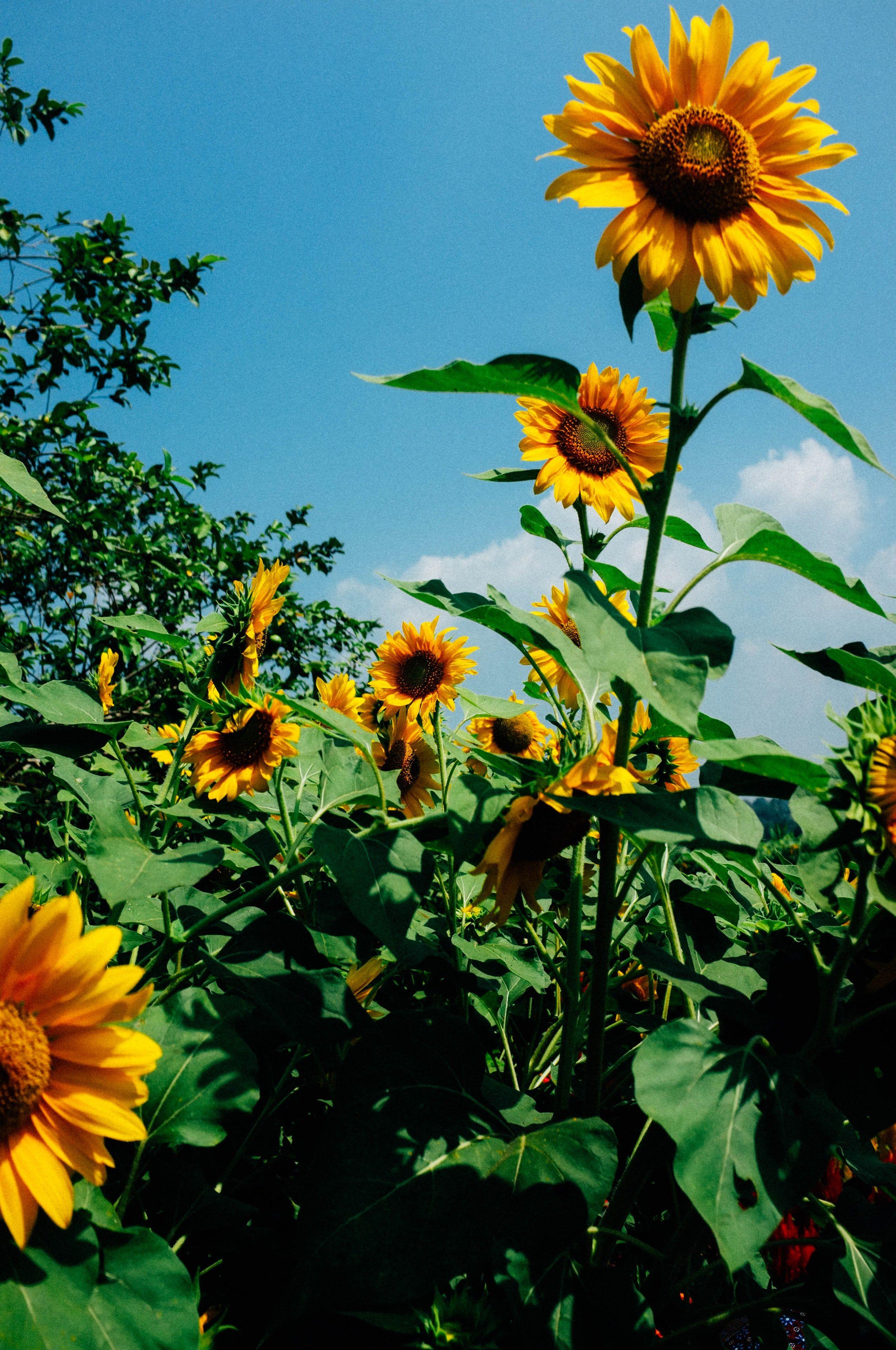 Green Sunflower Wallpapers - Top Free Green Sunflower Backgrounds