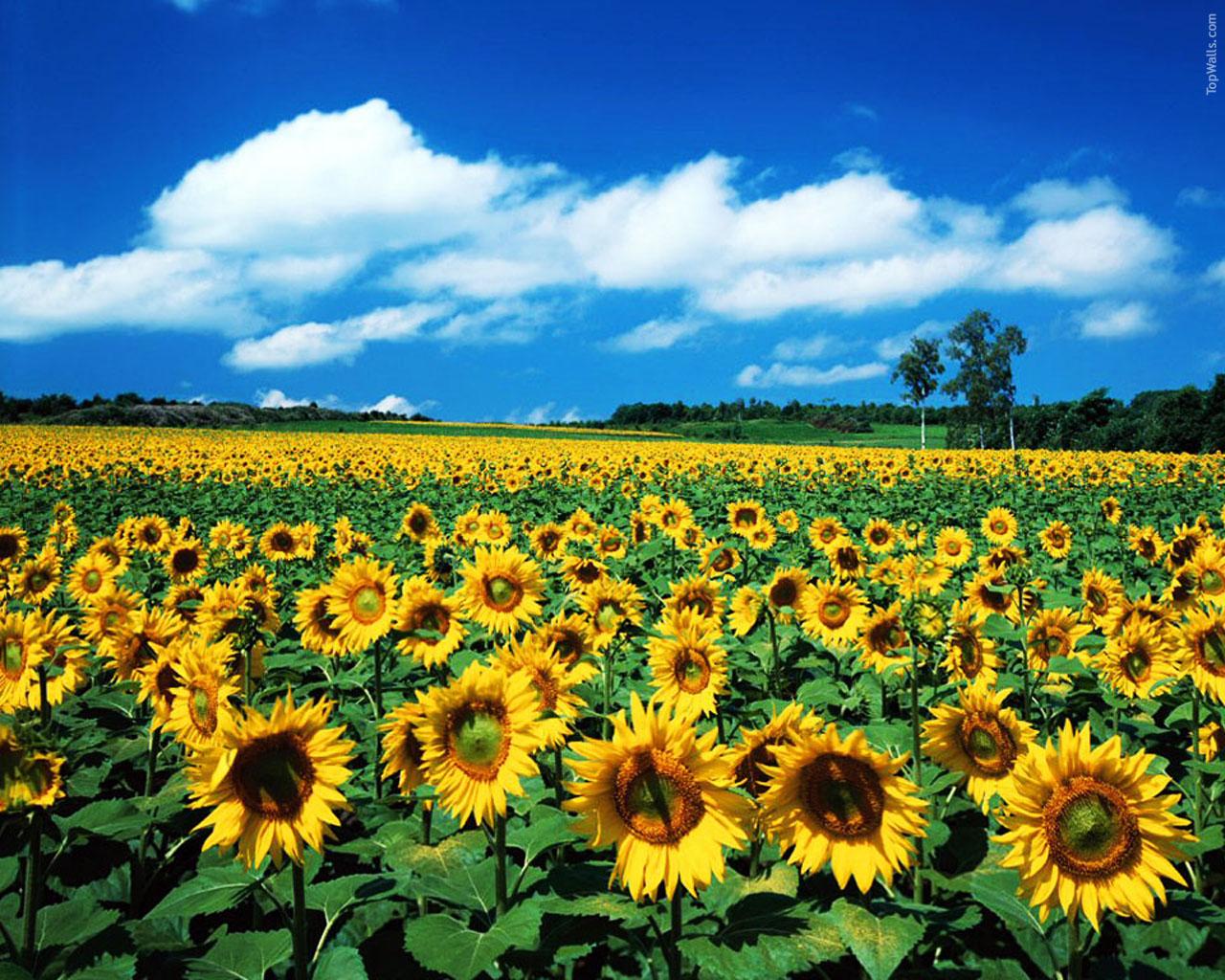 Green Sunflower Wallpapers - Top Free Green Sunflower Backgrounds