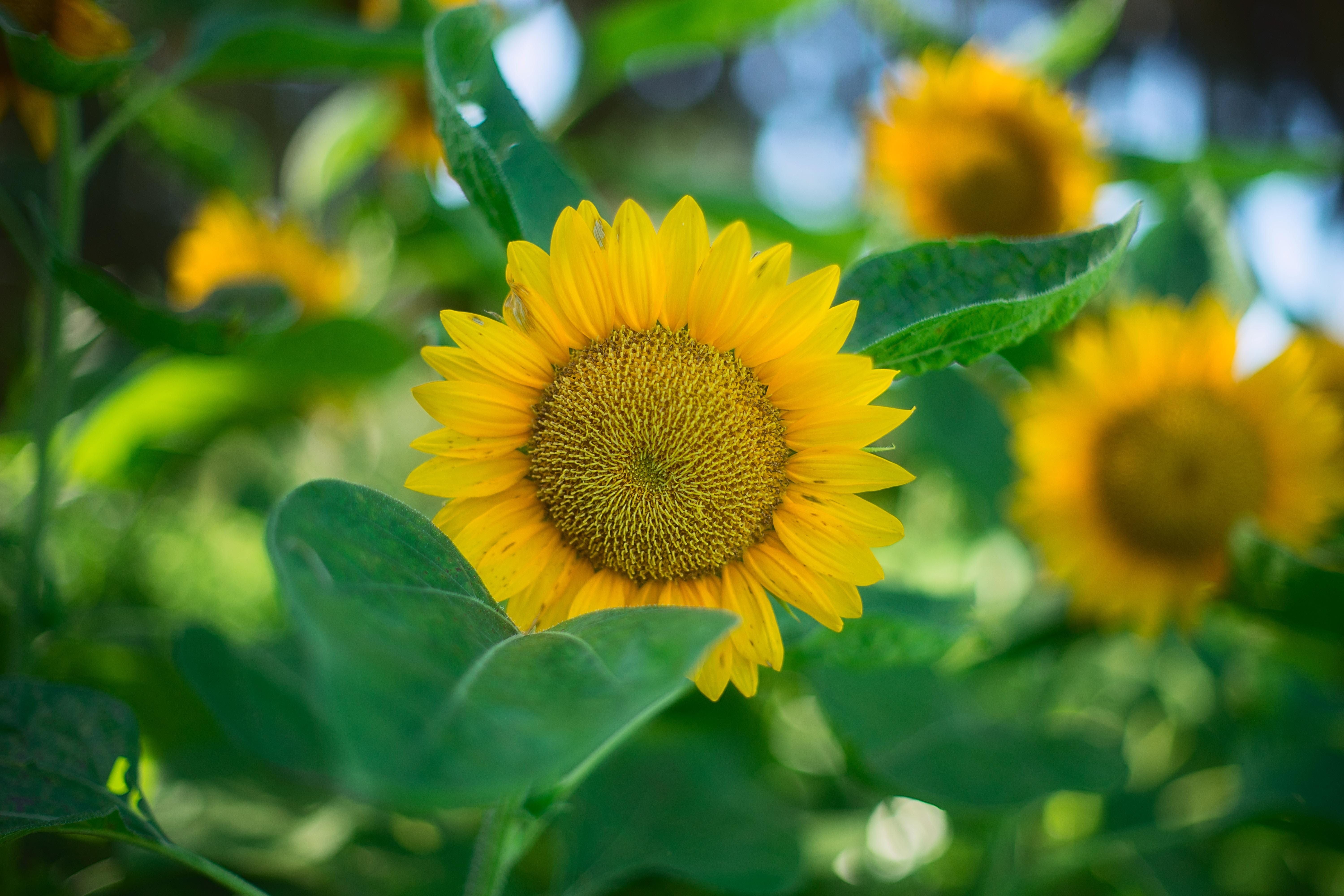 Green Sunflower Wallpapers - Top Free Green Sunflower Backgrounds