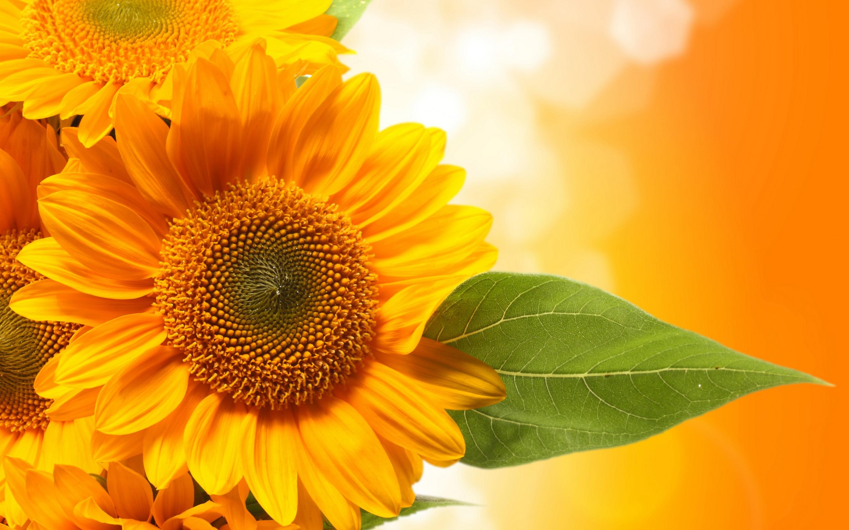 Green Sunflower Wallpapers - Top Free Green Sunflower Backgrounds