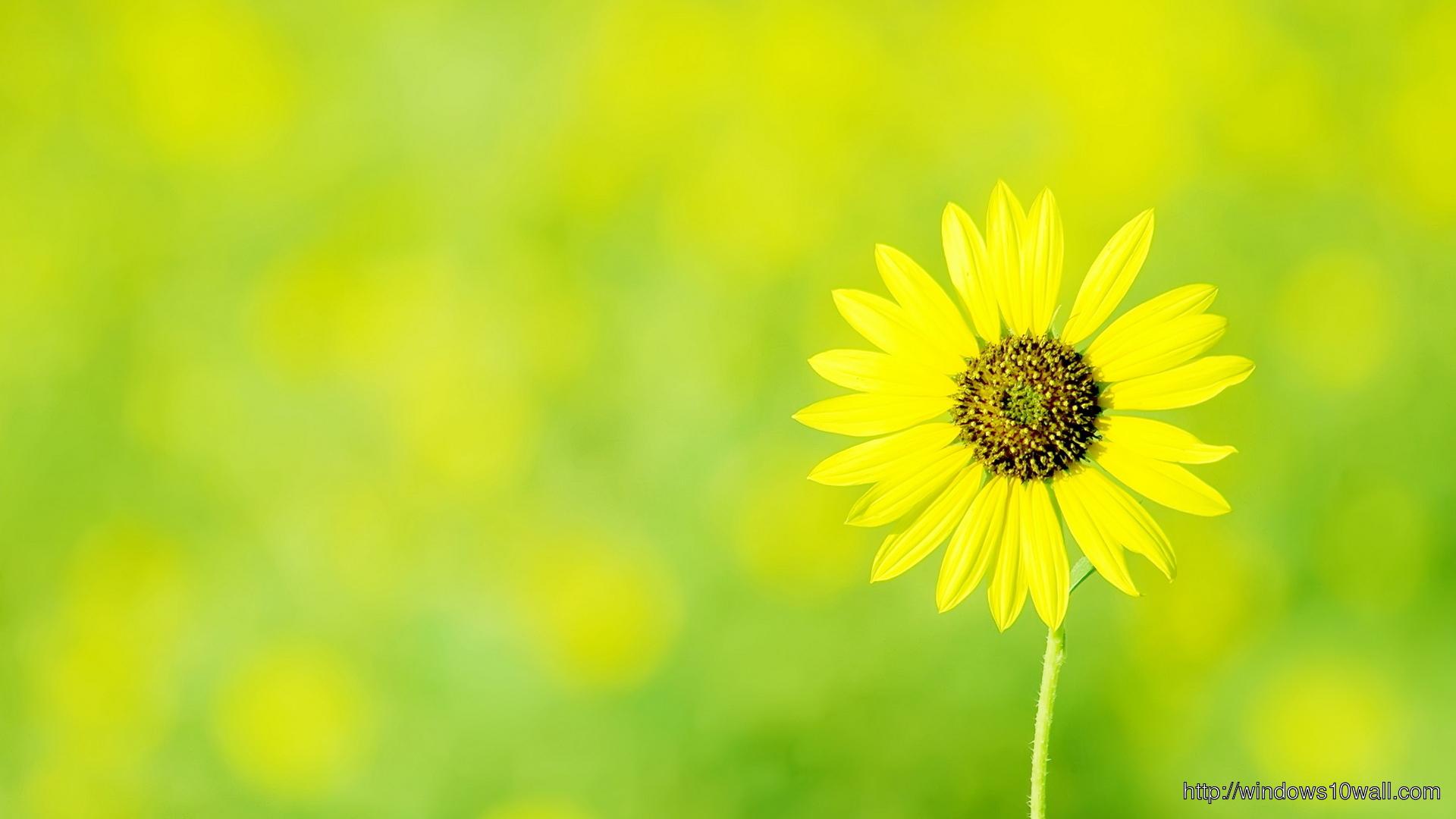 Green Sunflower Wallpapers - Top Free Green Sunflower Backgrounds