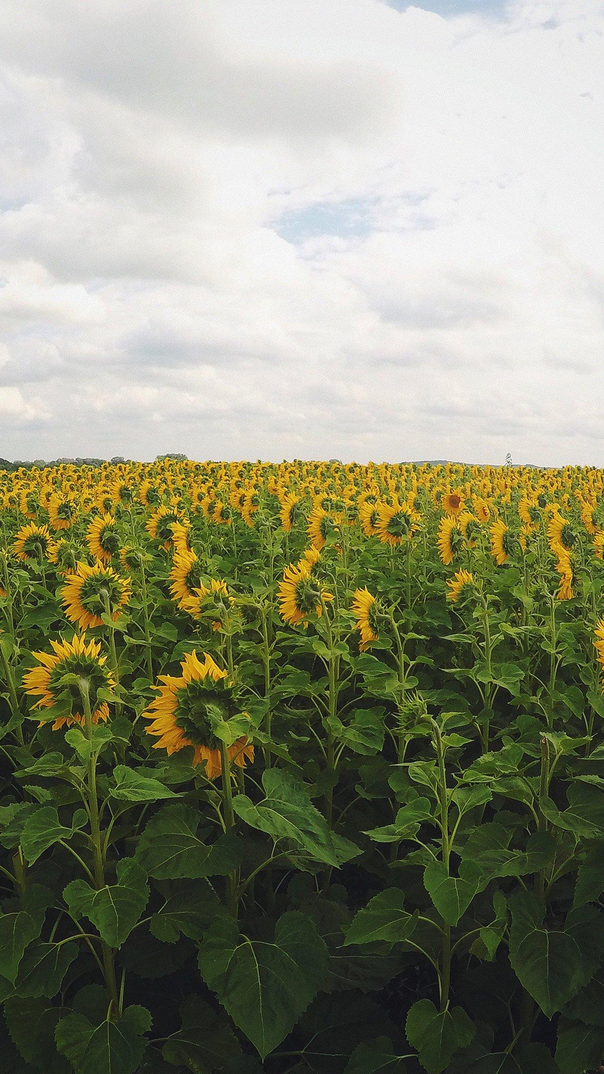 1242x2208 Sunflower Field Nature Flower Green Android wallpaper HD wallpaper