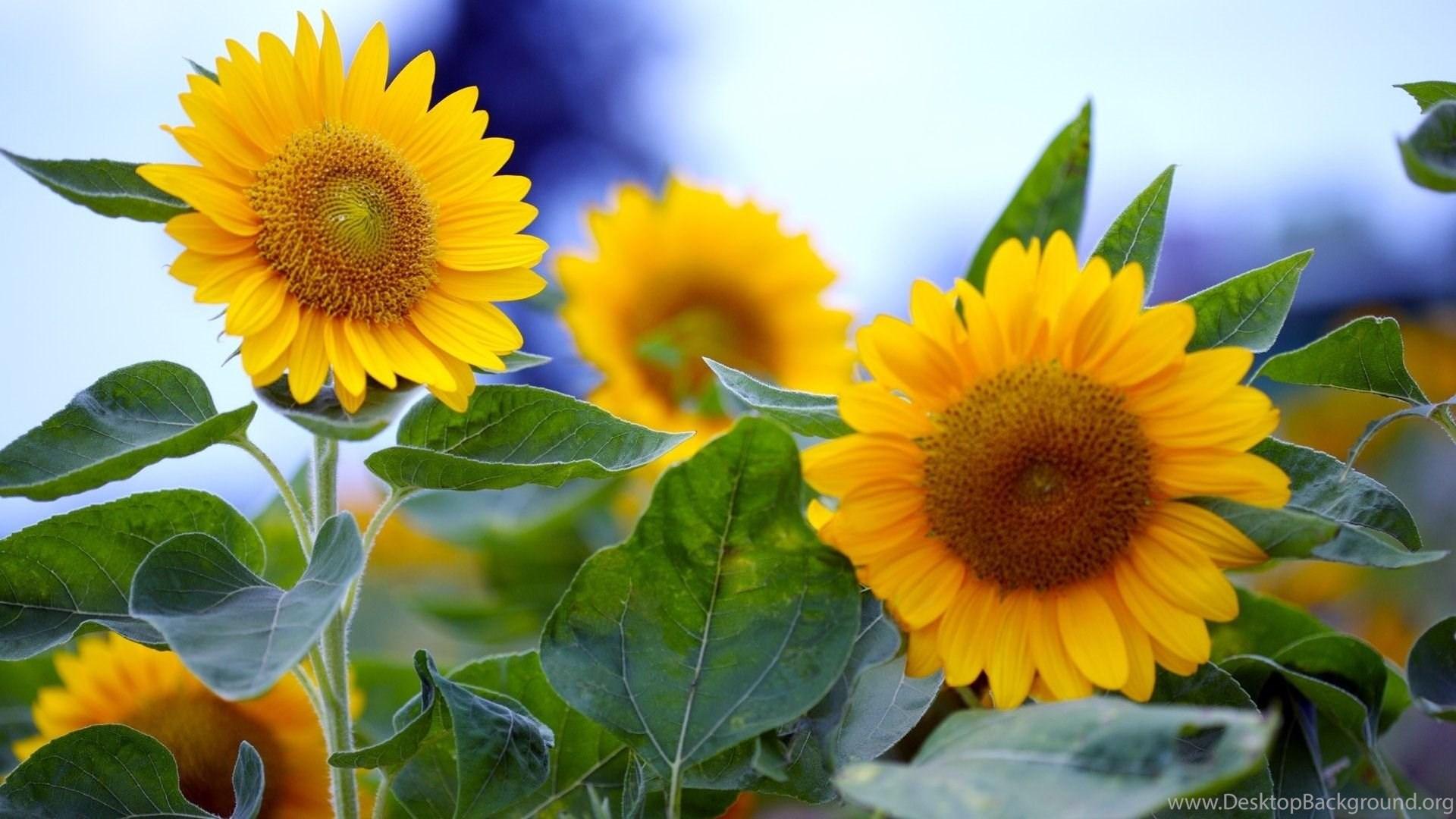 Green Sunflower Wallpapers - Top Free Green Sunflower Backgrounds