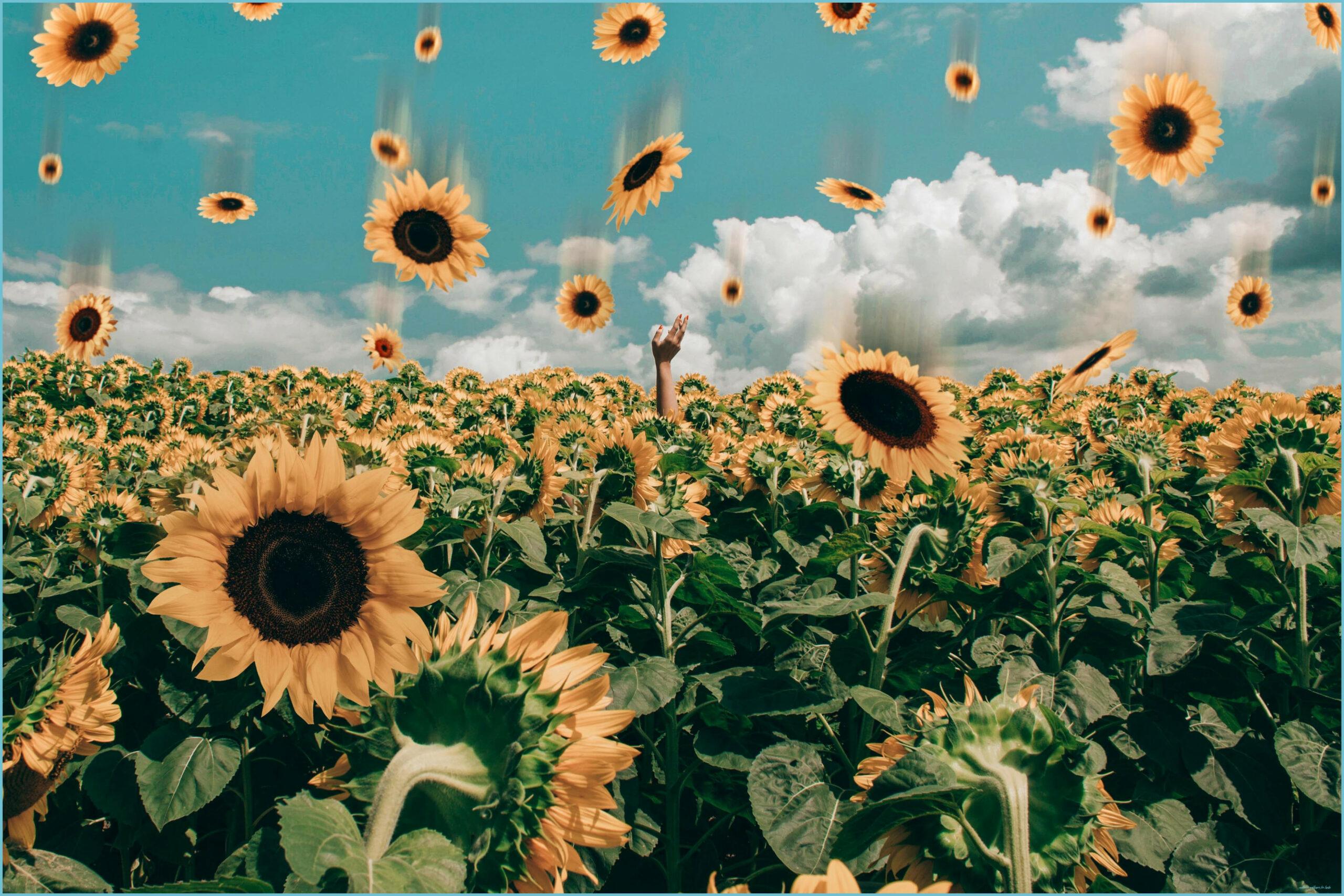 2560x1707 Laptop Sunflower Tumblr Wallpaper Wallpaper For Laptop