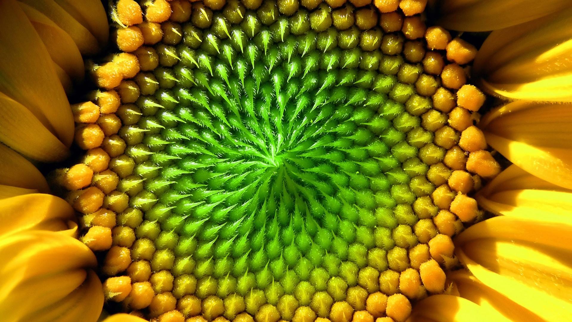 1920x1080 Wallpaper Sunflower flower macro photography 1920x1200 HD Picture, Image