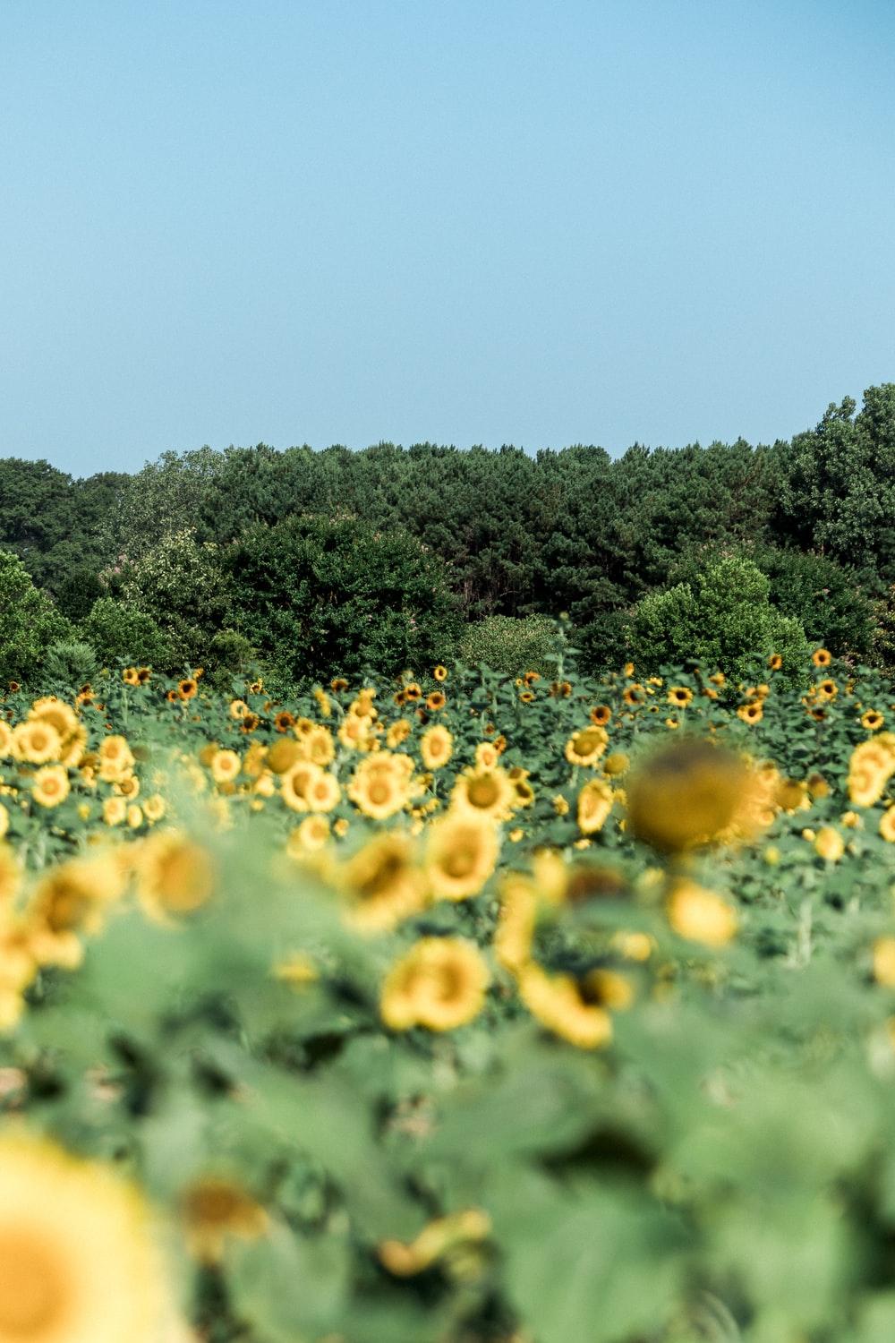 Green Sunflower Wallpapers - Top Free Green Sunflower Backgrounds