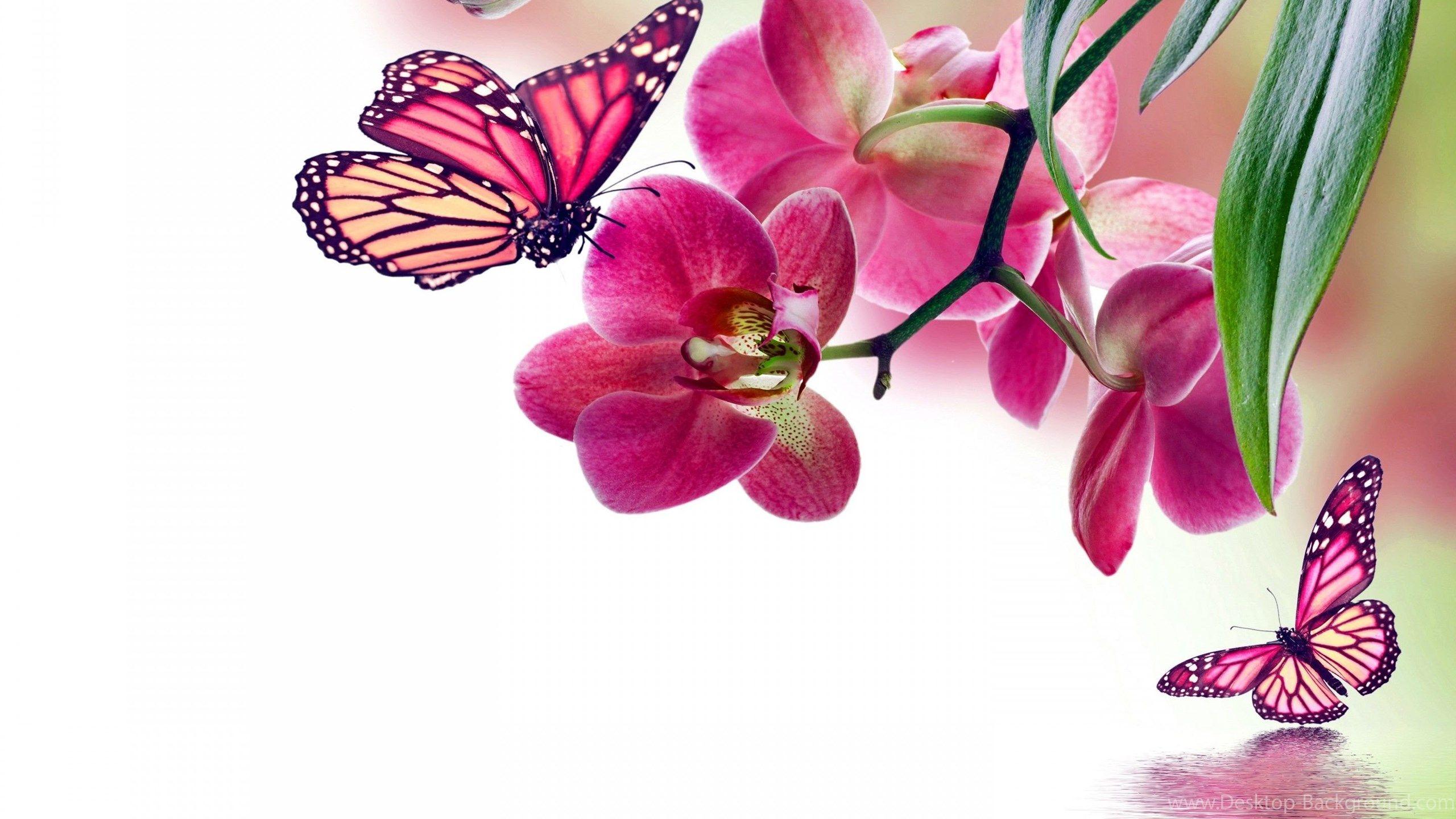 2560x1440 Download Wallpaper Orchid, Pink, Water, Reflection, Flowers