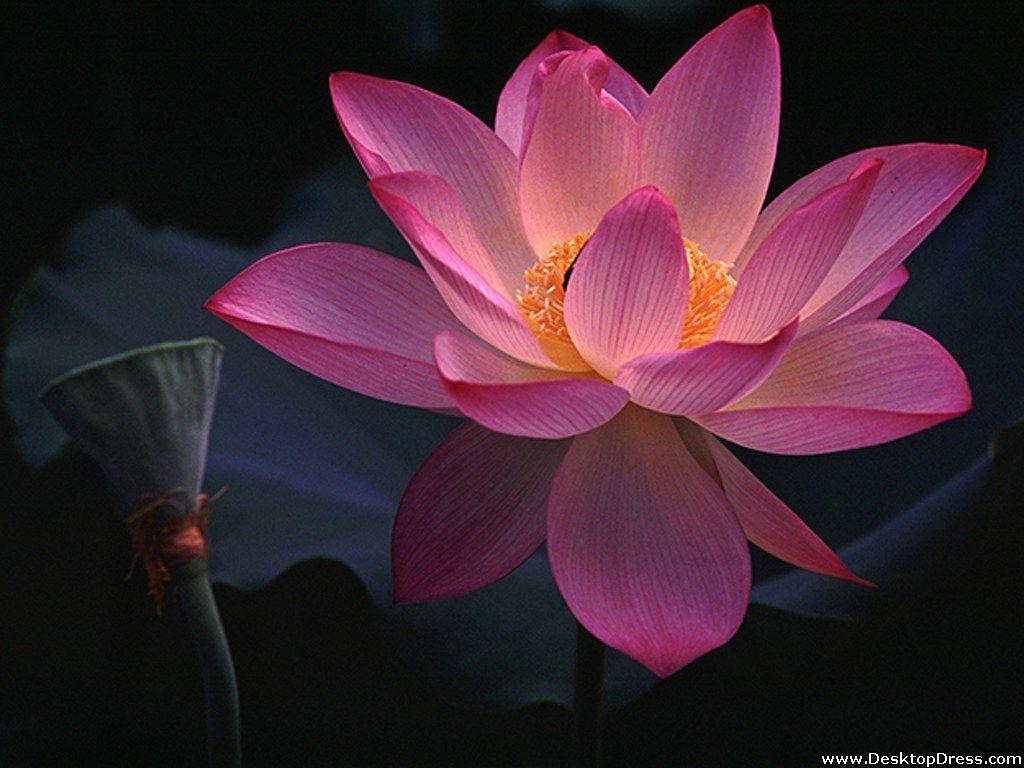 1024x768 Desktop Wallpaper Flowers Background Water Lilly Pink