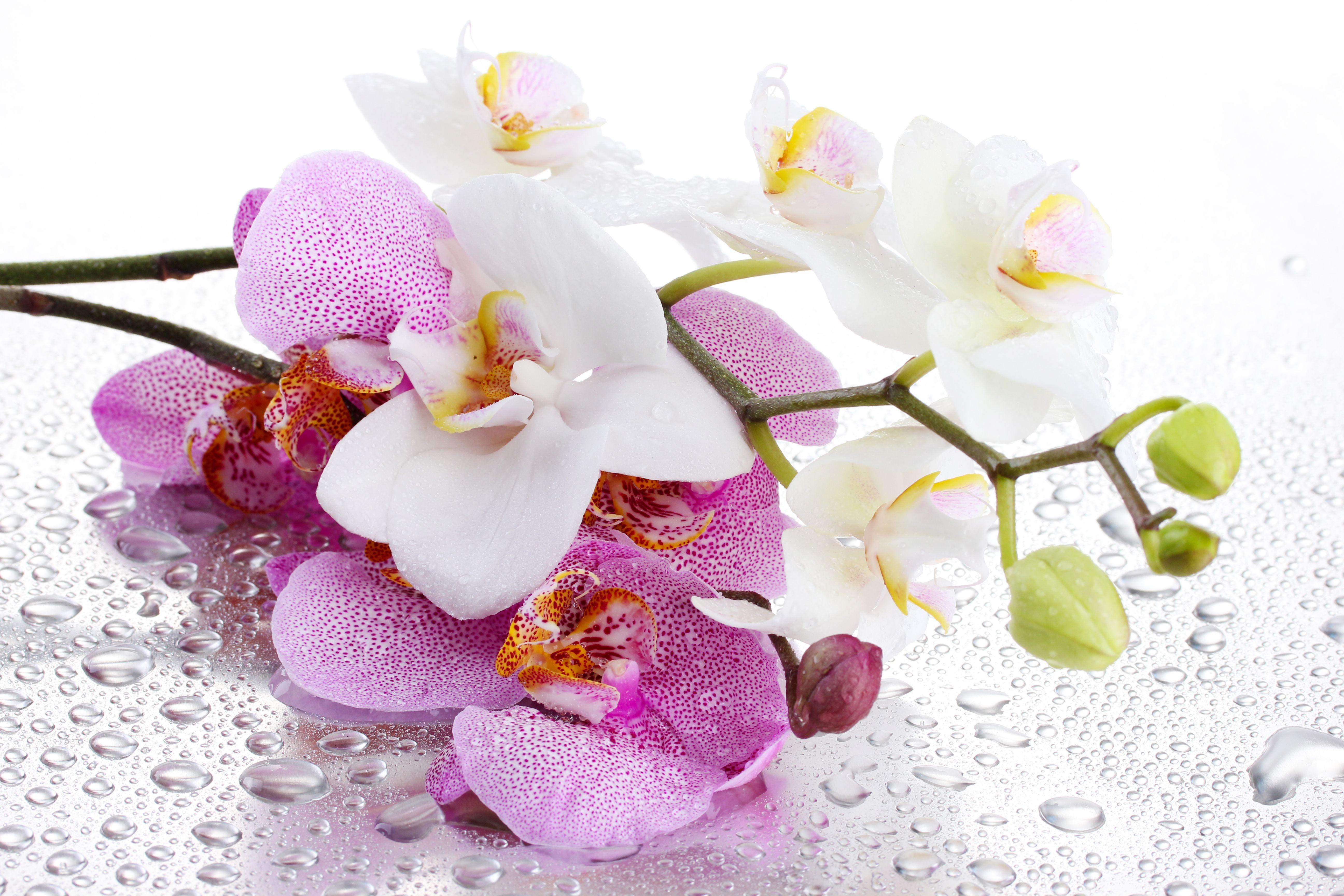 5184x3456 Orchids In Water Wallpaper: Orchids In Water Wallpaper